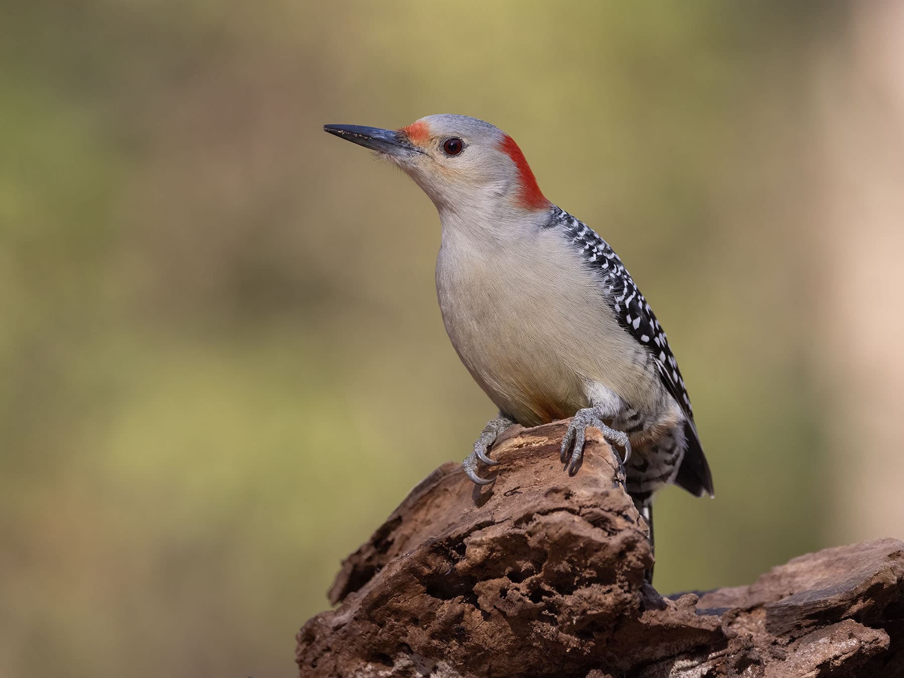 Red bellied woodpecker female