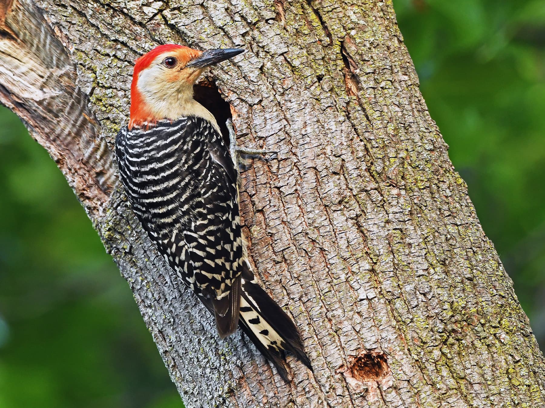 Red bellied woodpecker outside nest hole
