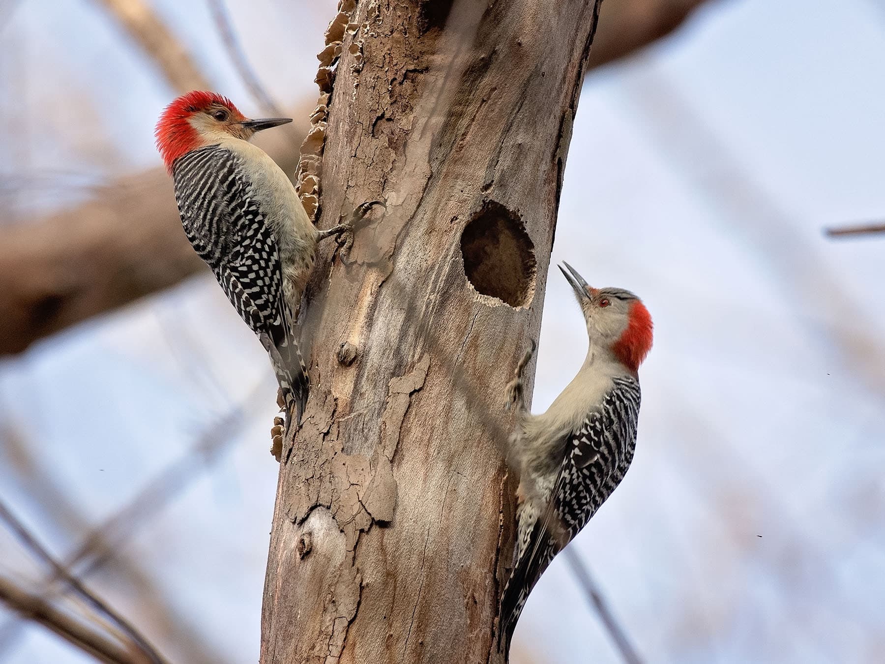 Red bellied woodpecker pair