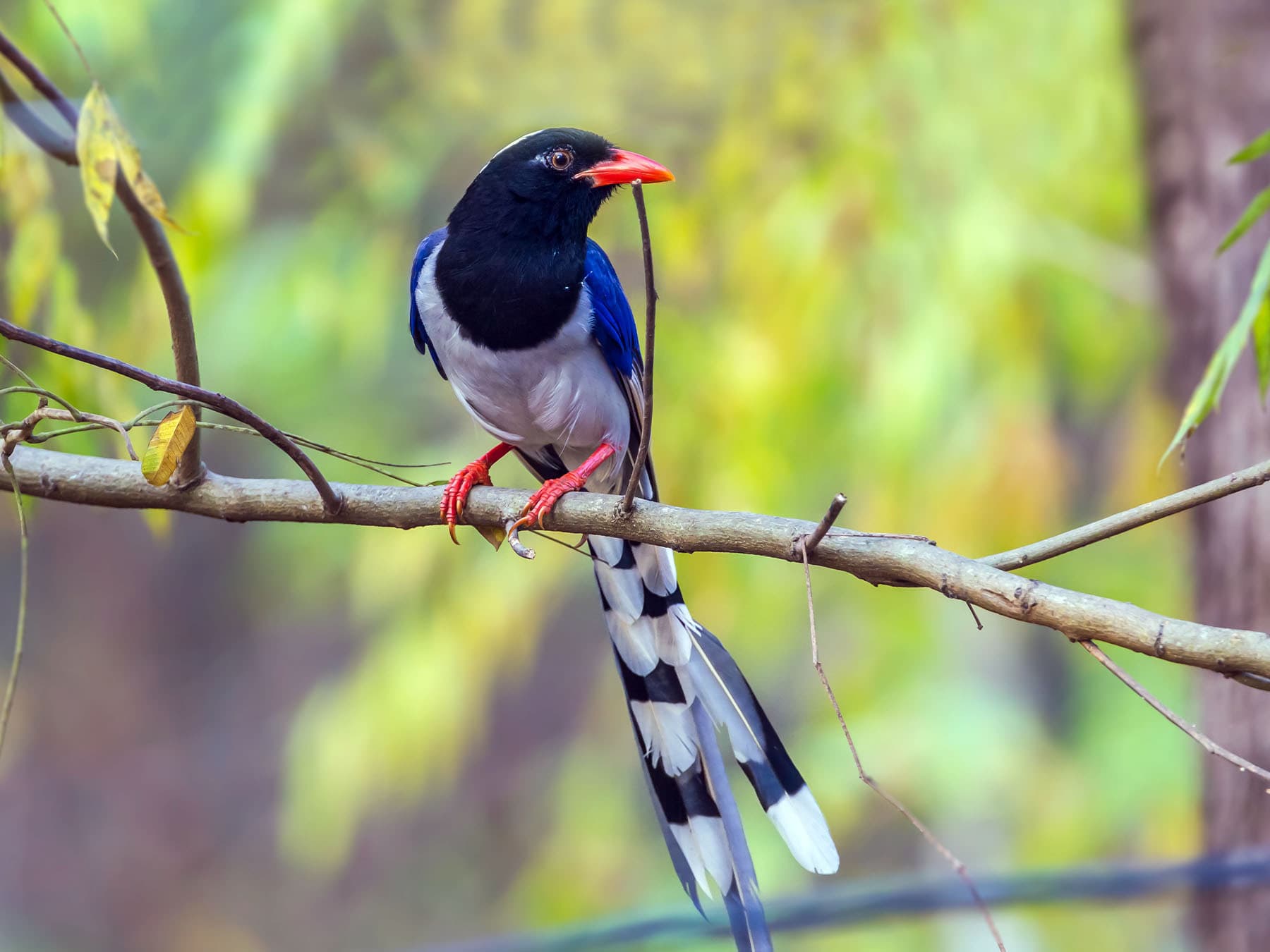 Red-billed Blue Magpie