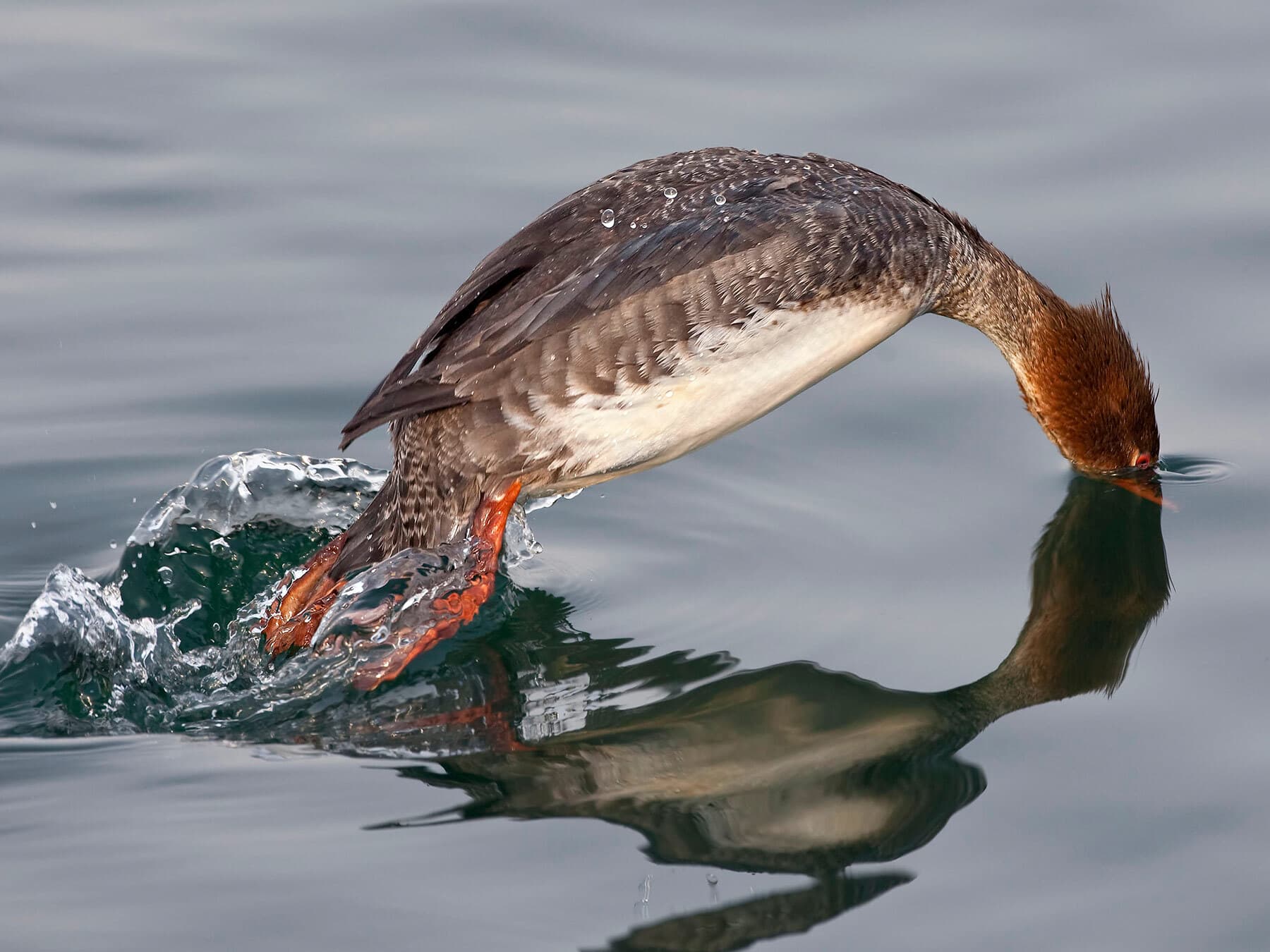 Red breasted merganser diving