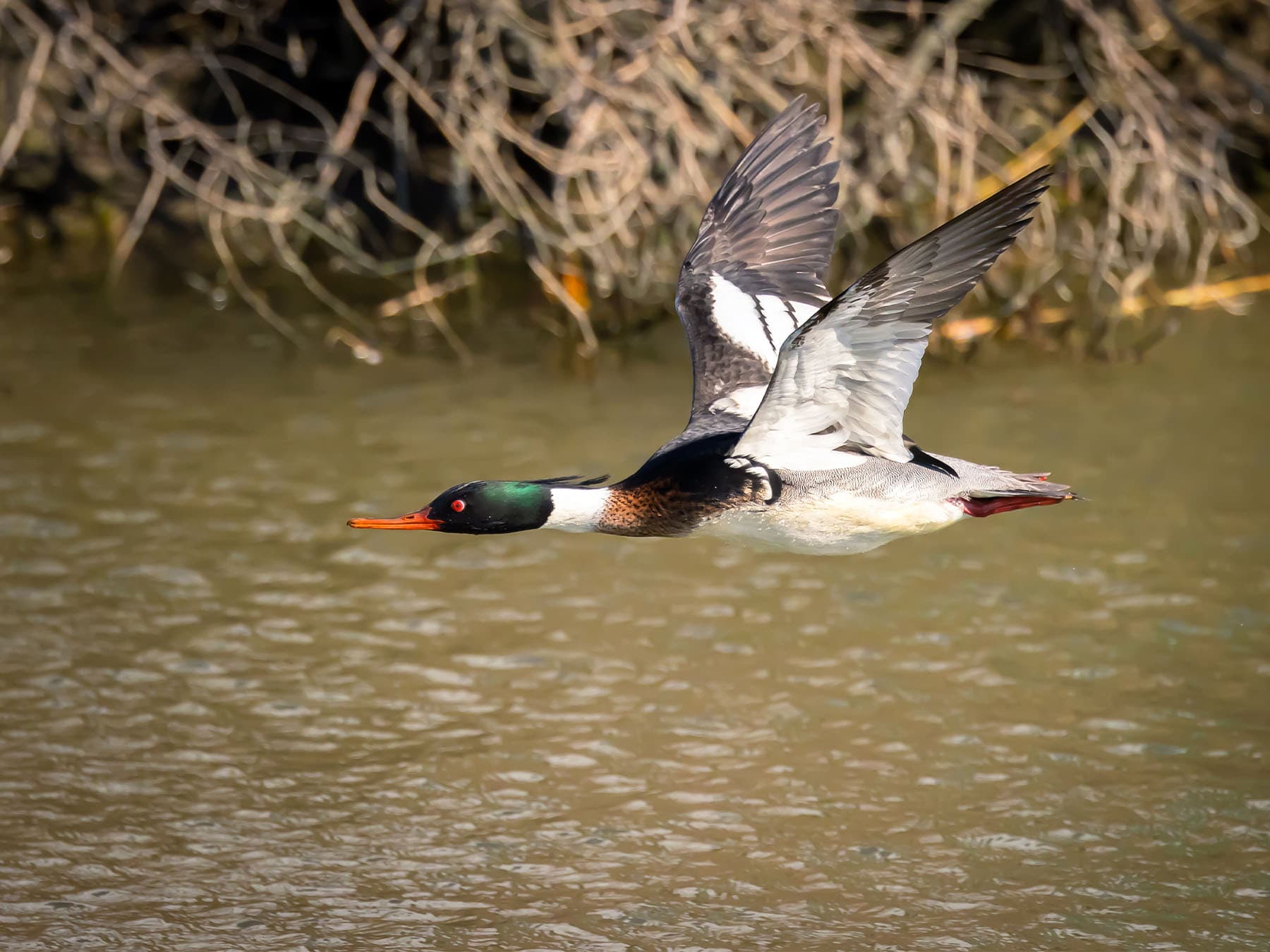 Red breasted merganser in flight over natural habitat