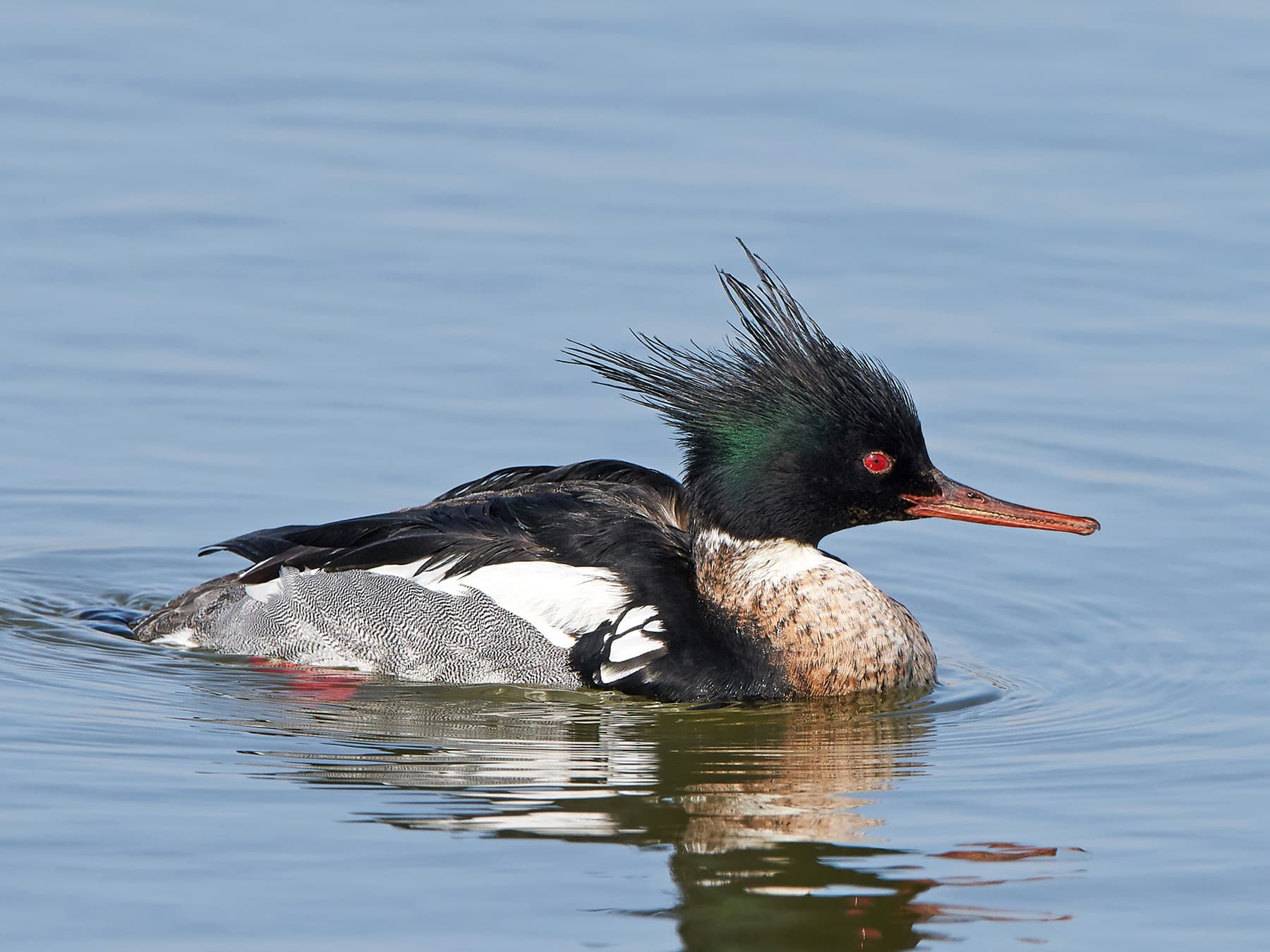 Red-breasted Merganser