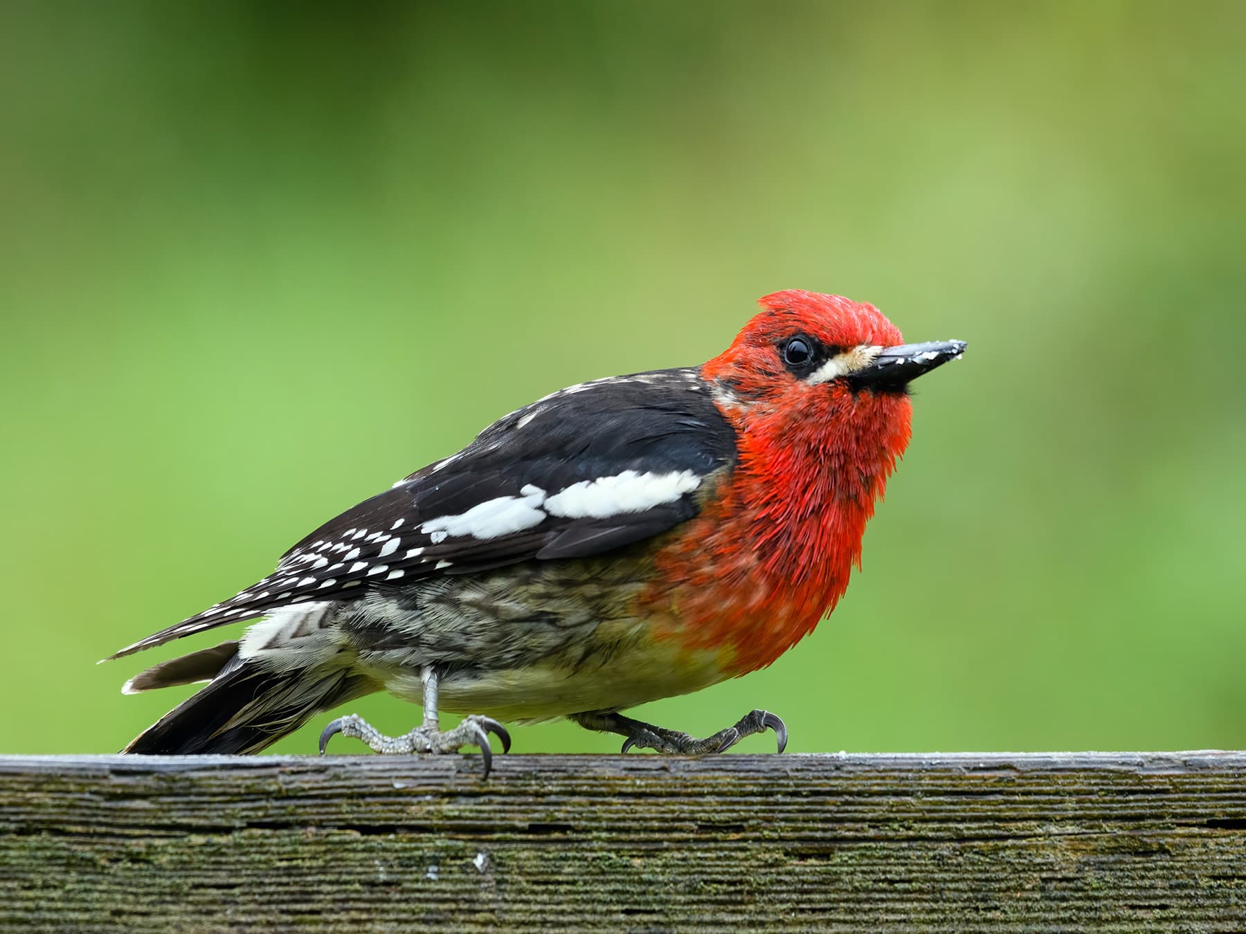Red-breasted Sapsucker perching on a wooden post