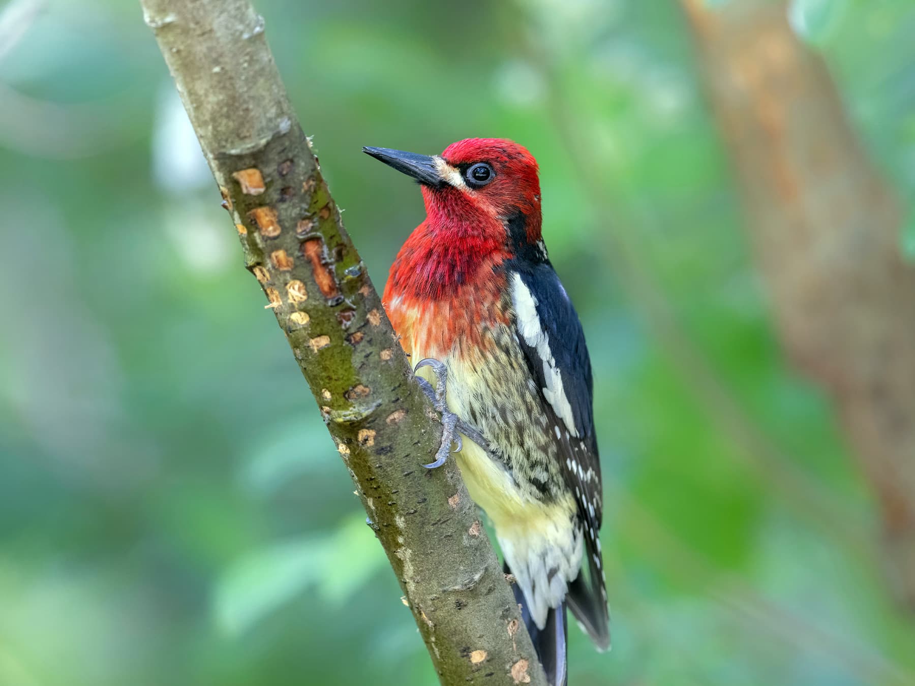 Red breasted sapsucker perched on branch