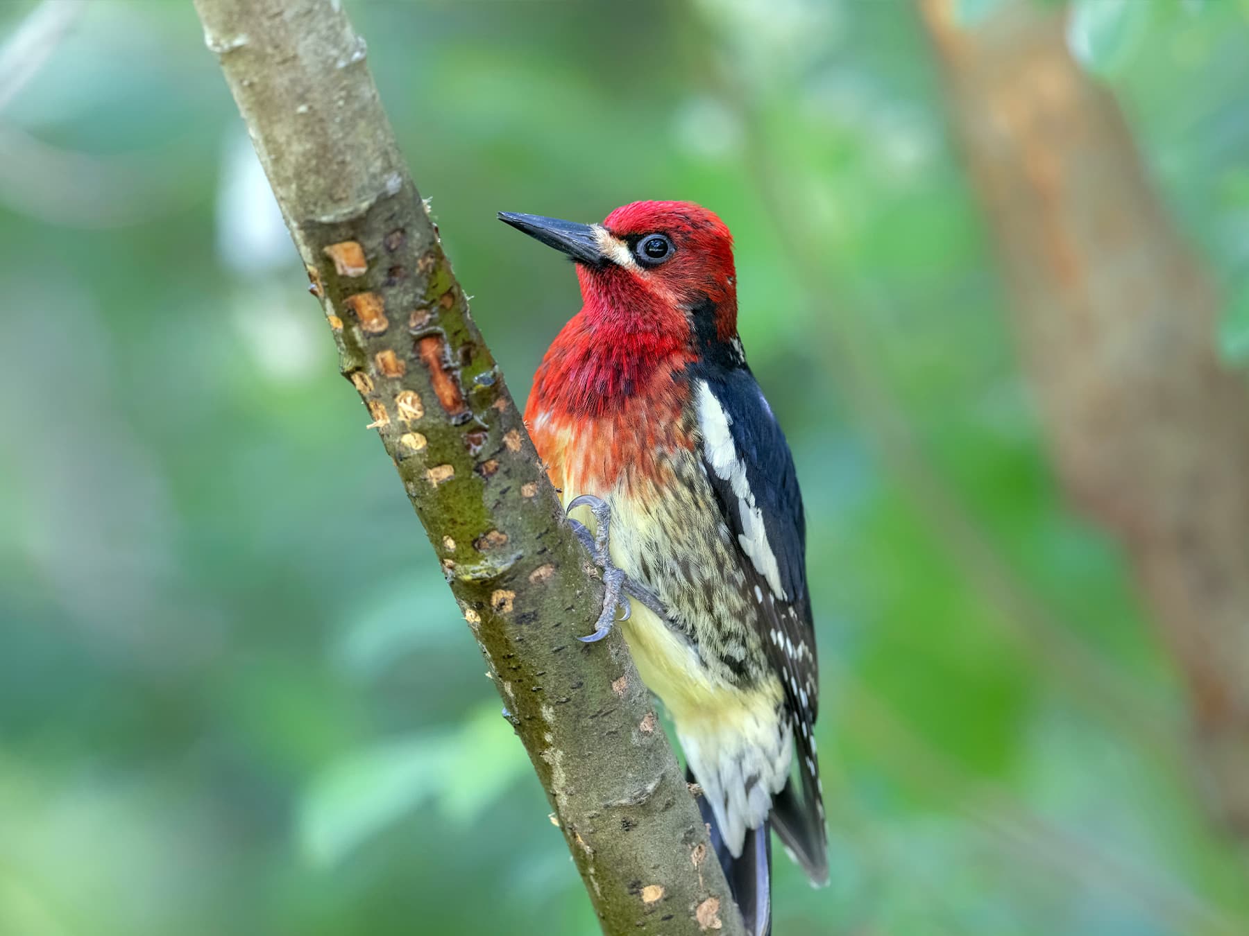 Red-breasted Sapsucker perching on a branch