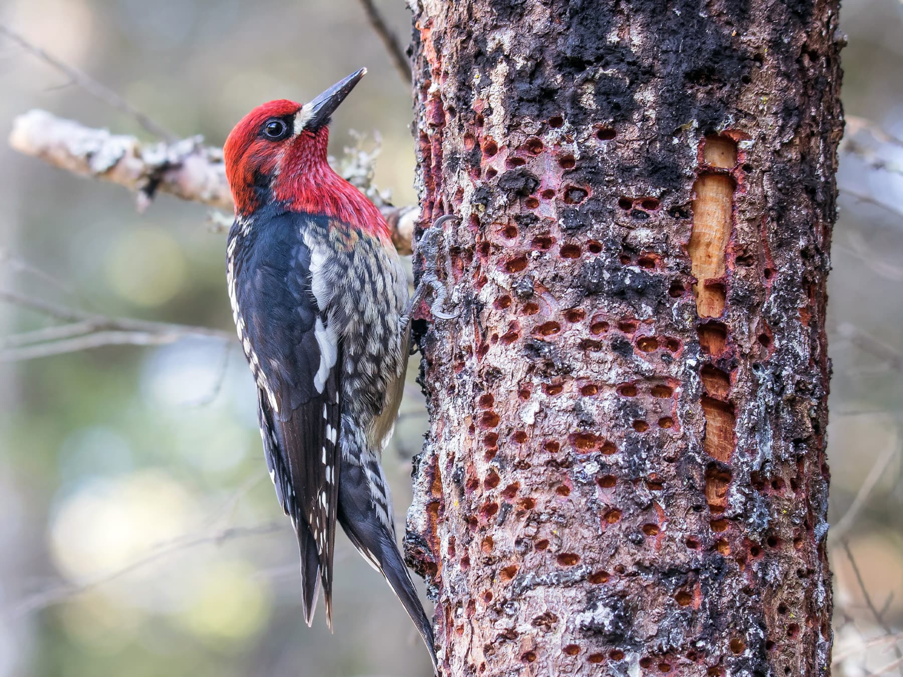 Red-breasted Sapsucker