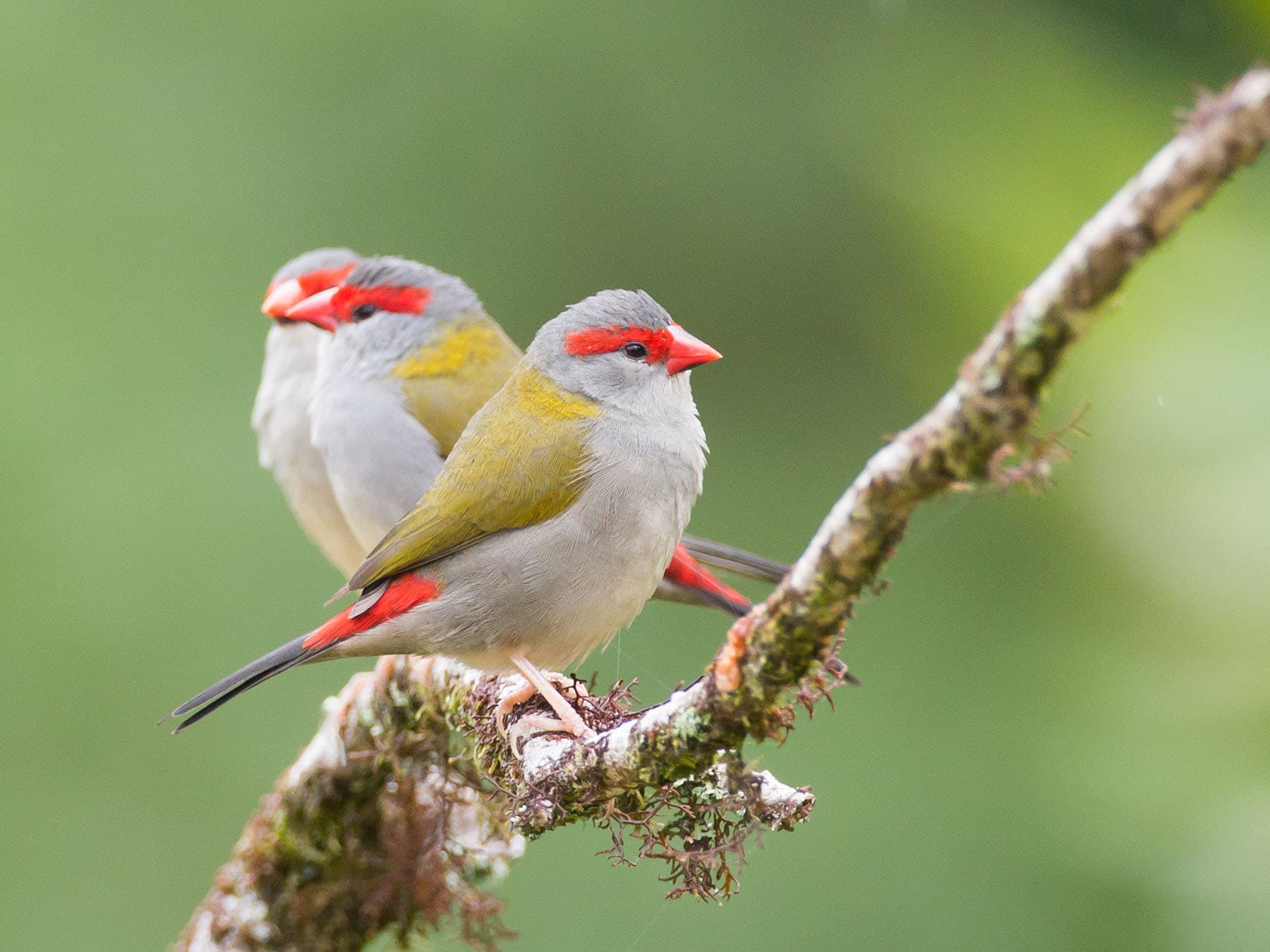 A small flock of Red-browed finches