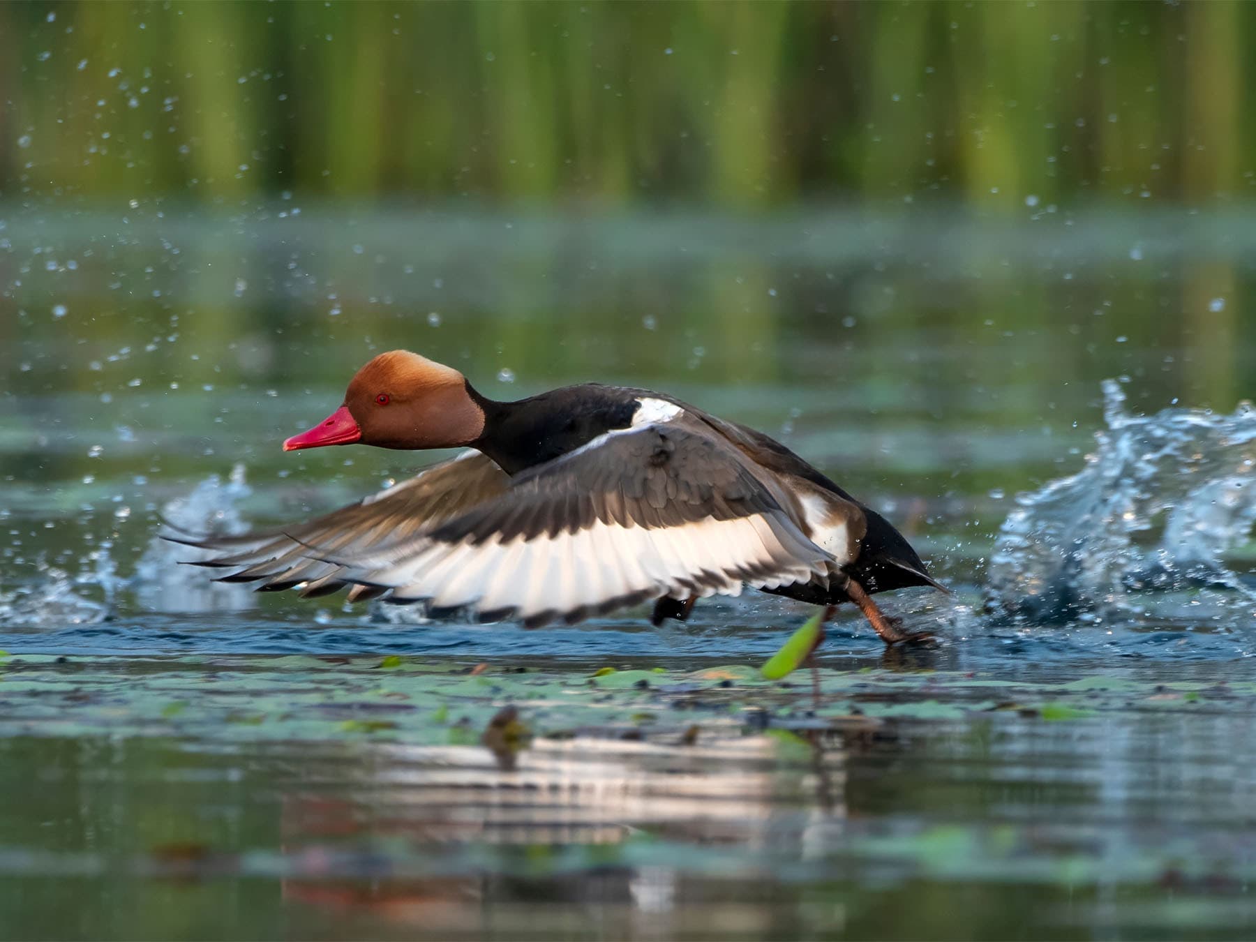 Red crested pochard taking off