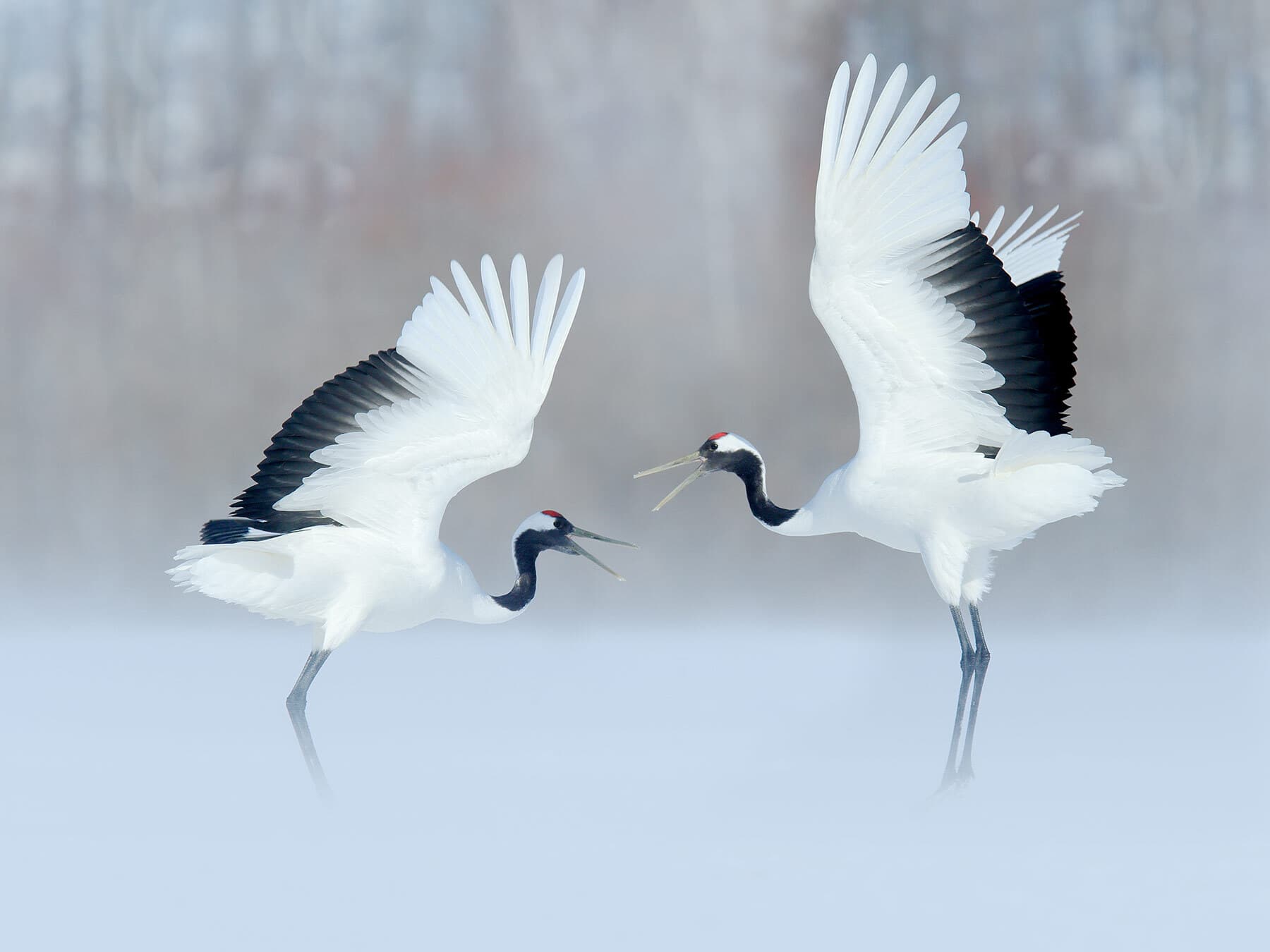 Red crowned crane mating