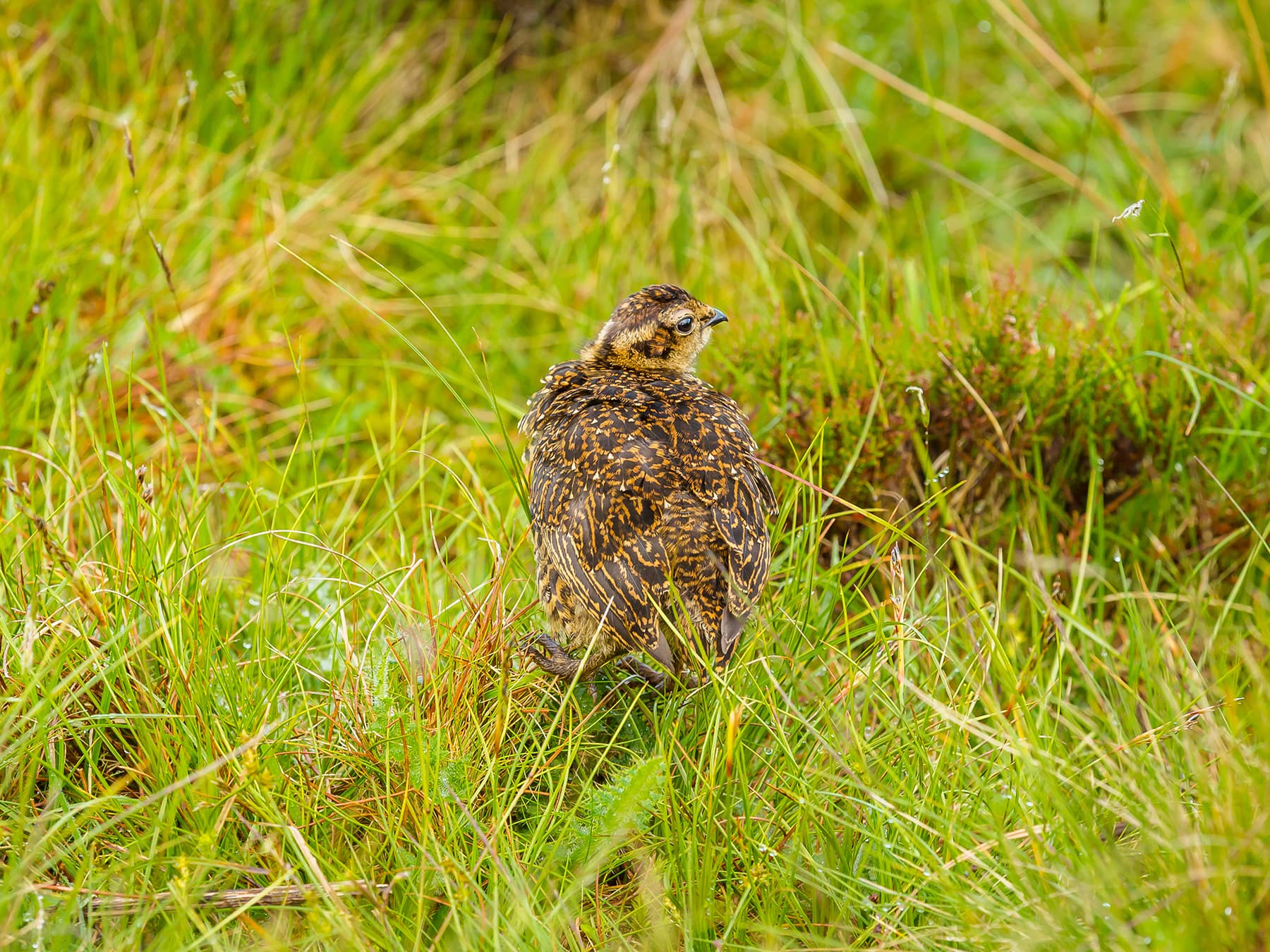 Red Grouse chick foraging amongst the heather and grass