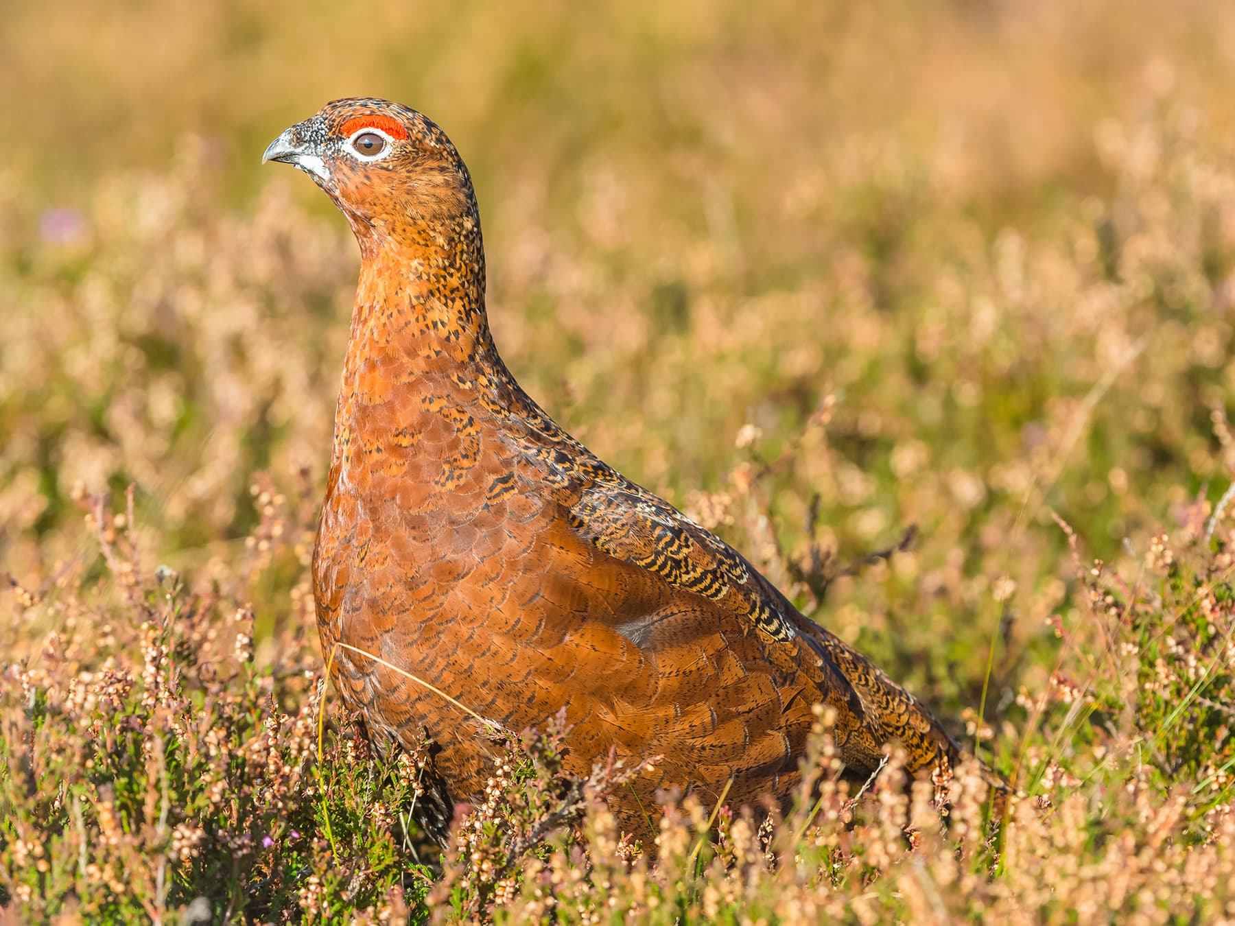 Red Grouse in natural habitat