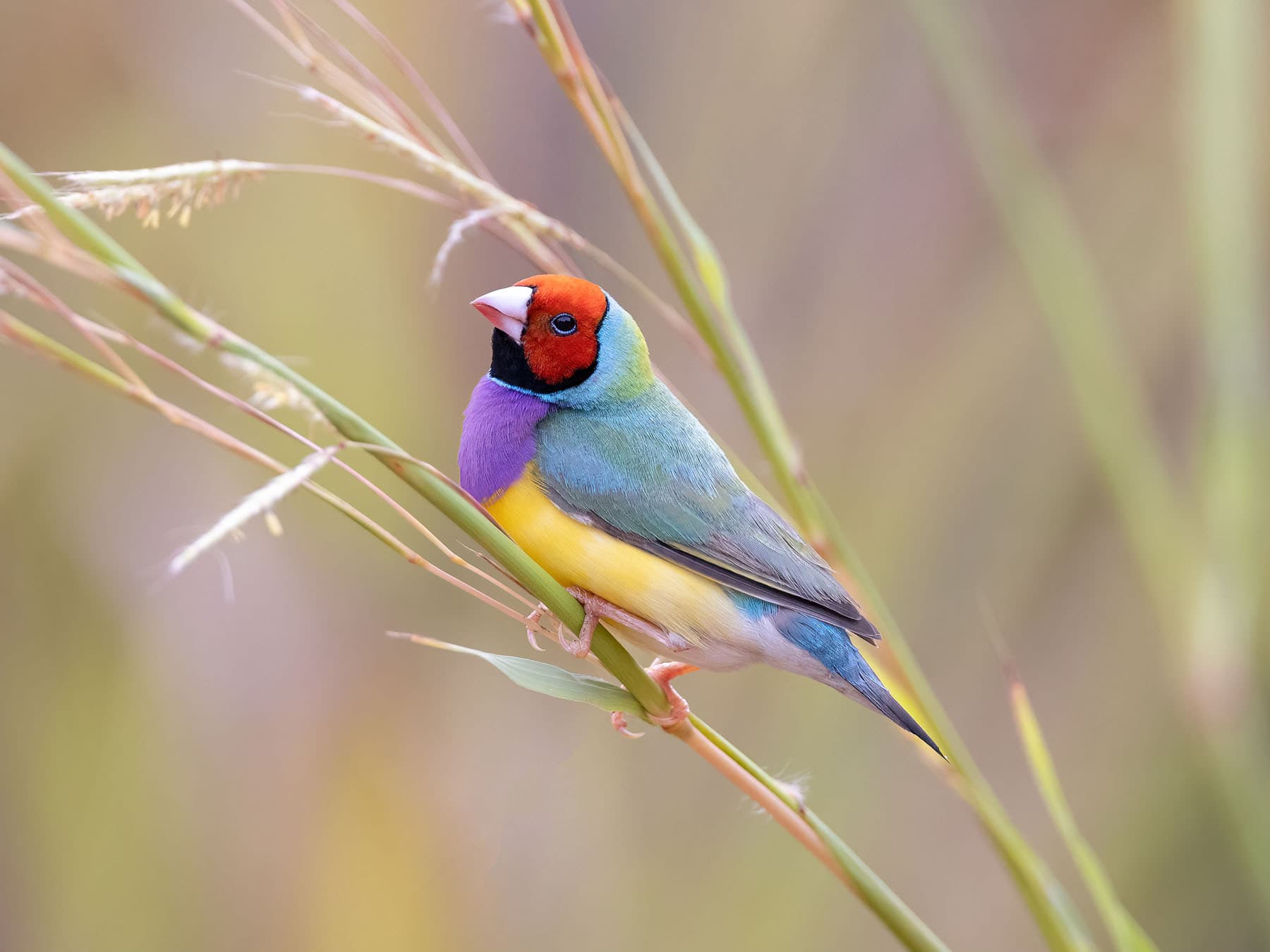 Red-headed Gouldian Finch