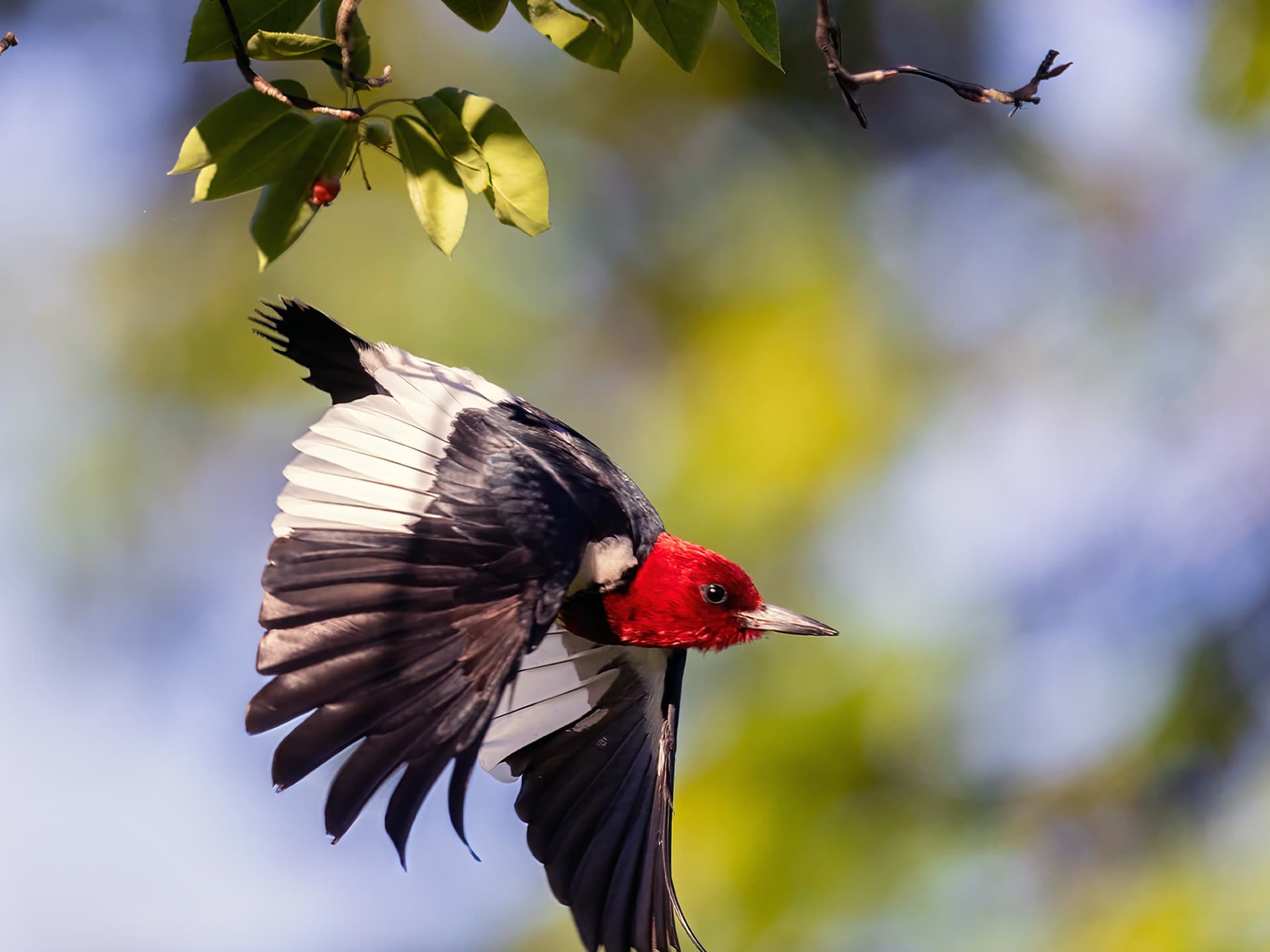 Red headed woodpecker flying from serviceberry bush