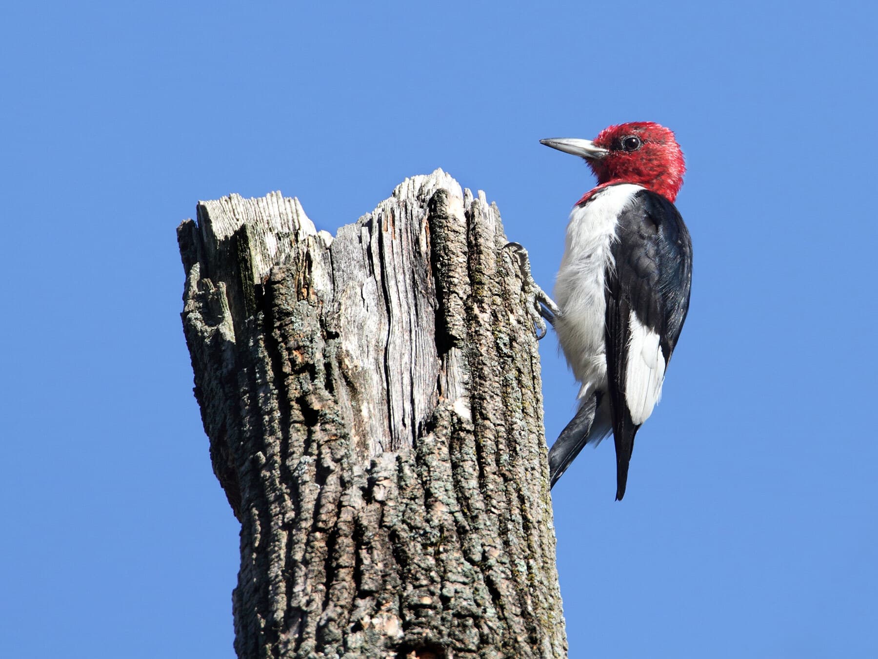 Red headed woodpecker tree trunk