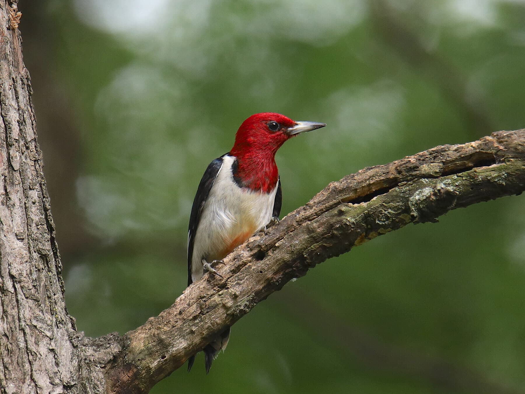 Red headed woodpecker