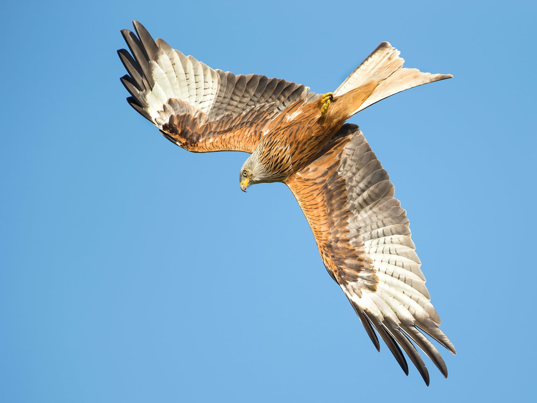 Red kite in flight showing underwing patterns