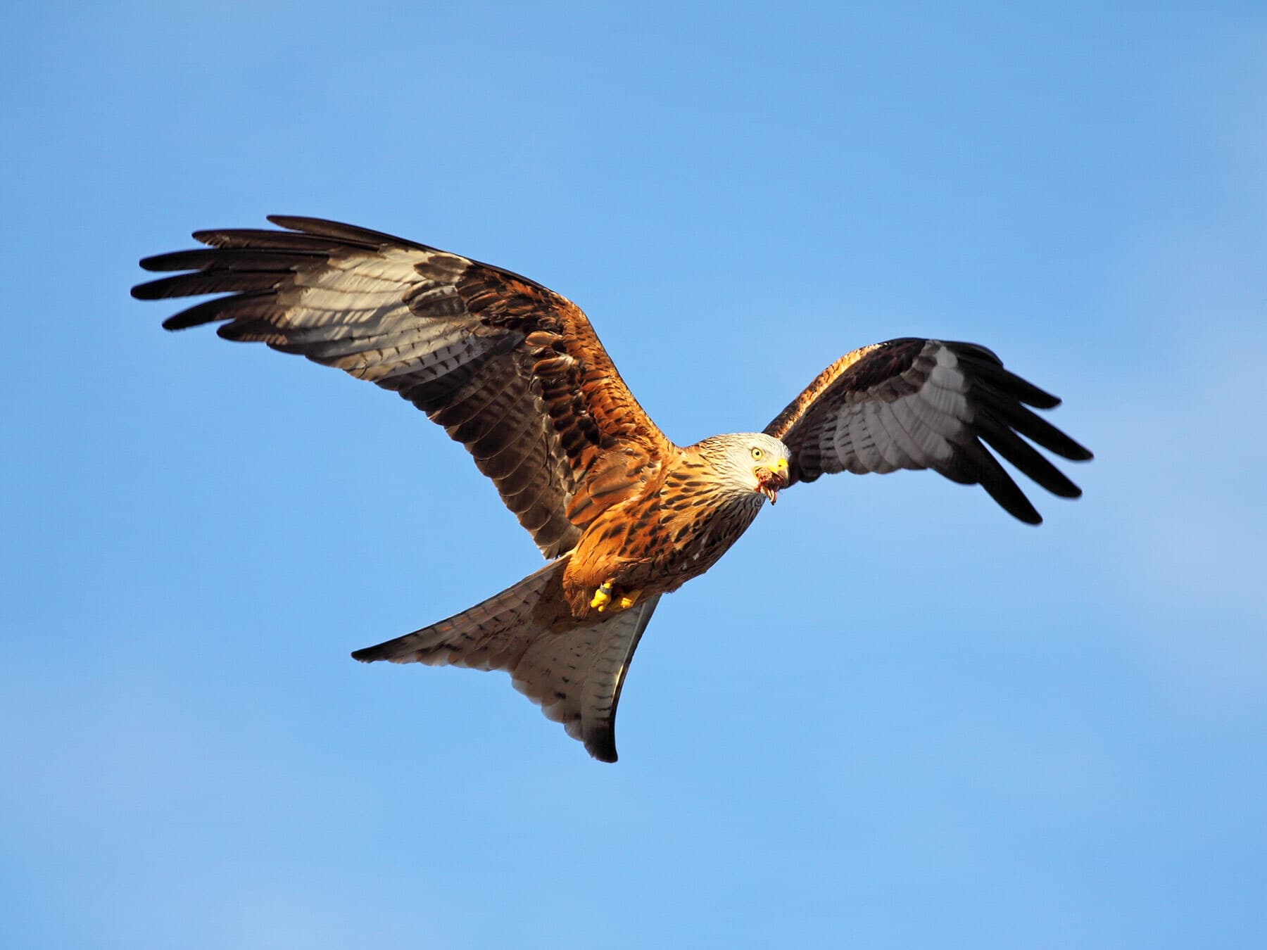 Red kite feeding