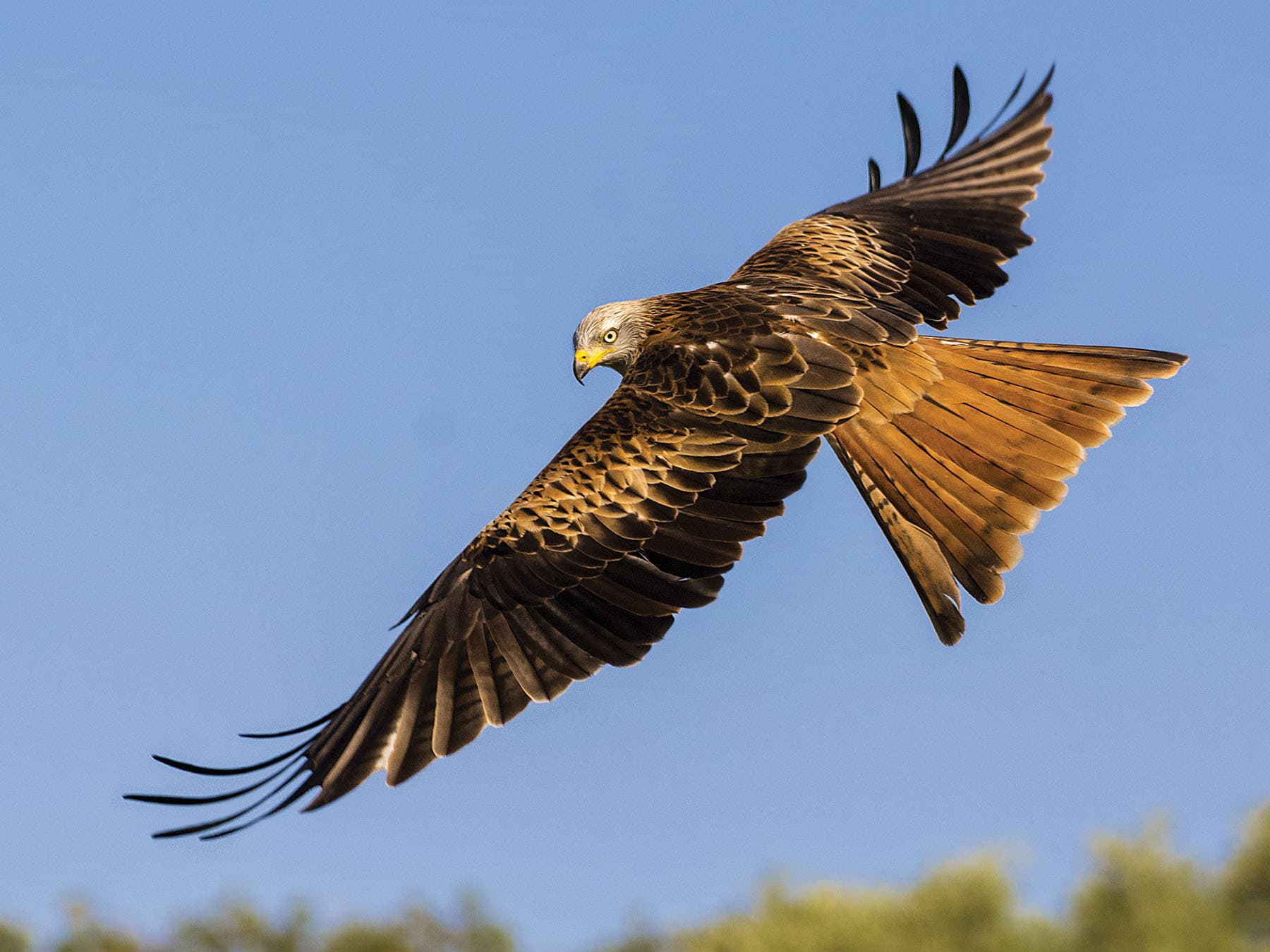 A Red Kite from above: the rufous tail and dark-tipped wings