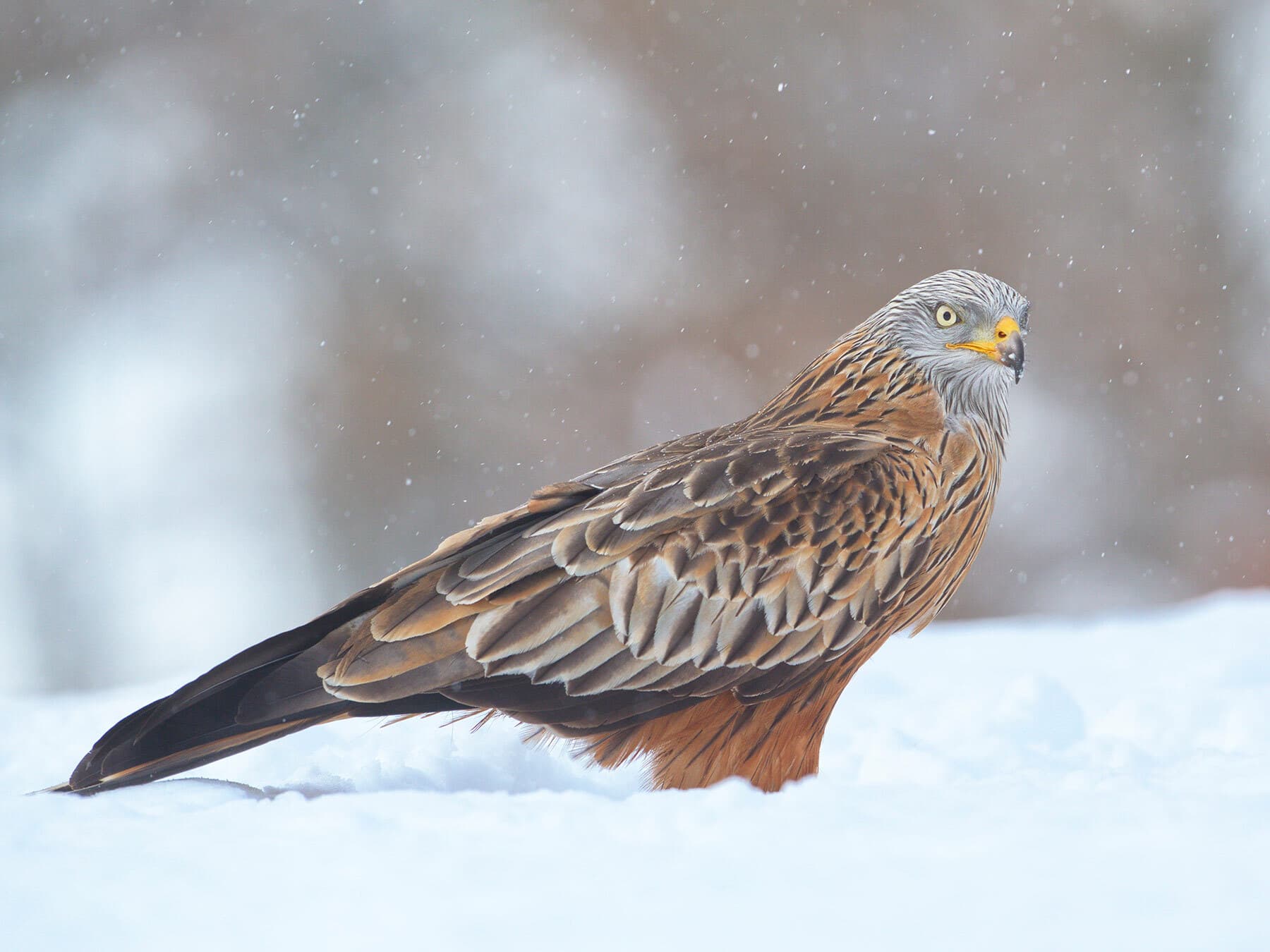 Red kite foraging in winter