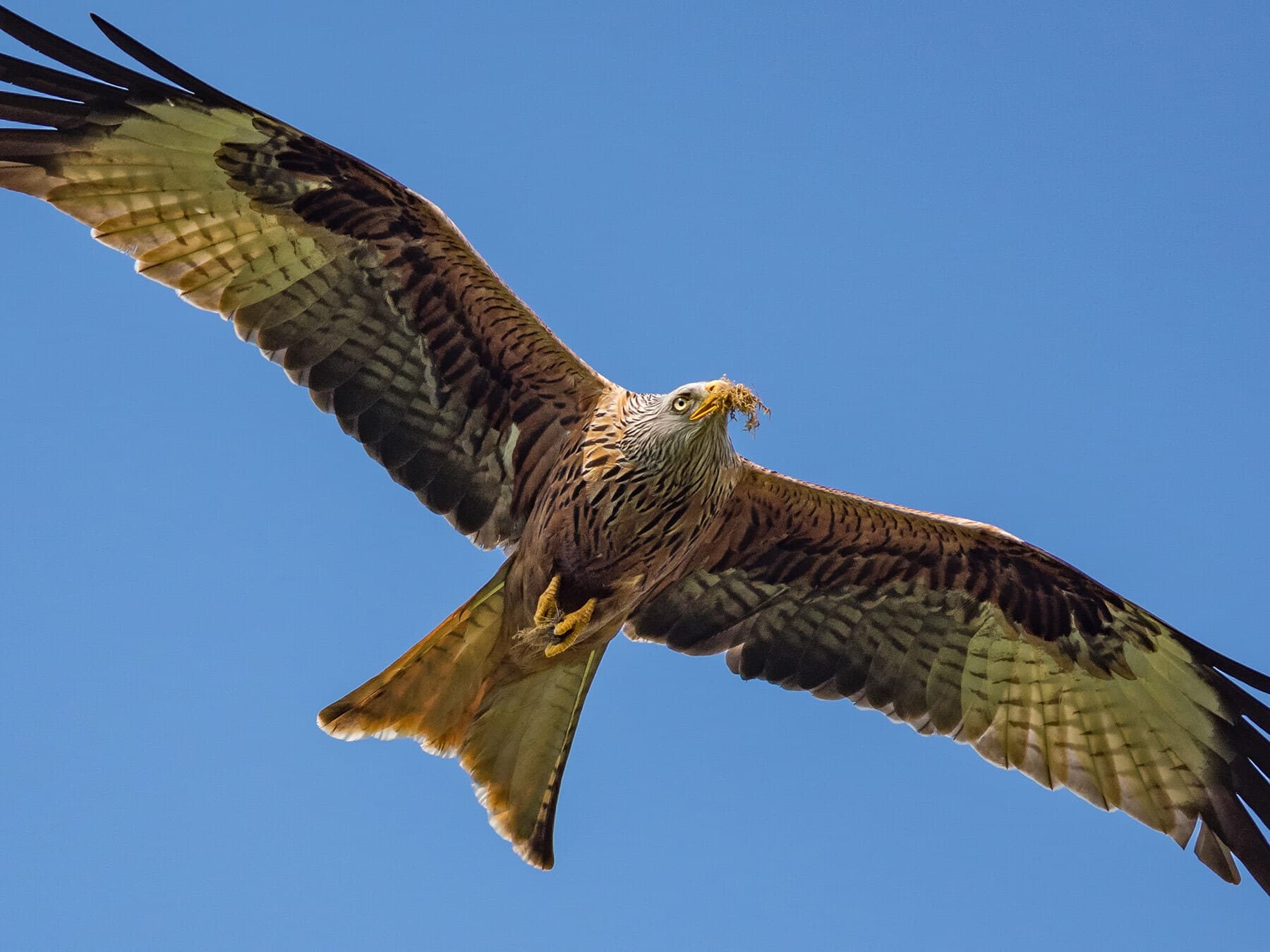 Red kite gathering nesting material