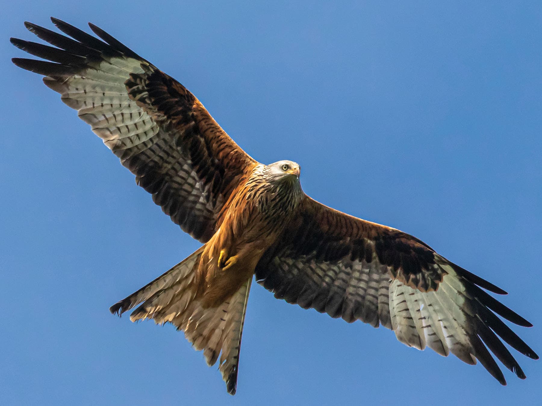 A Red Kite from below: the forked tail and the white patches under the wings
