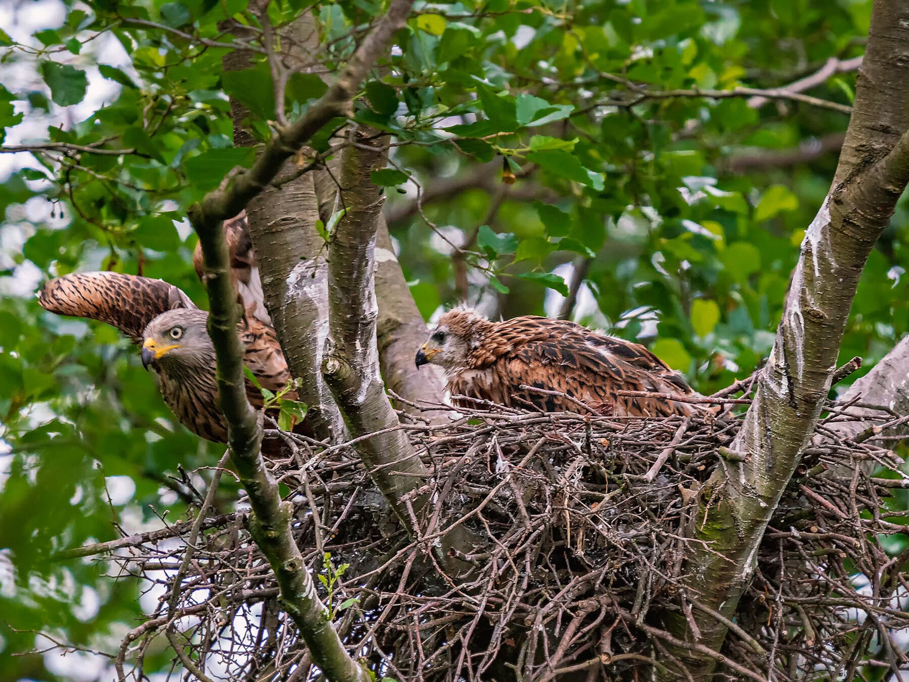 Red kite nest