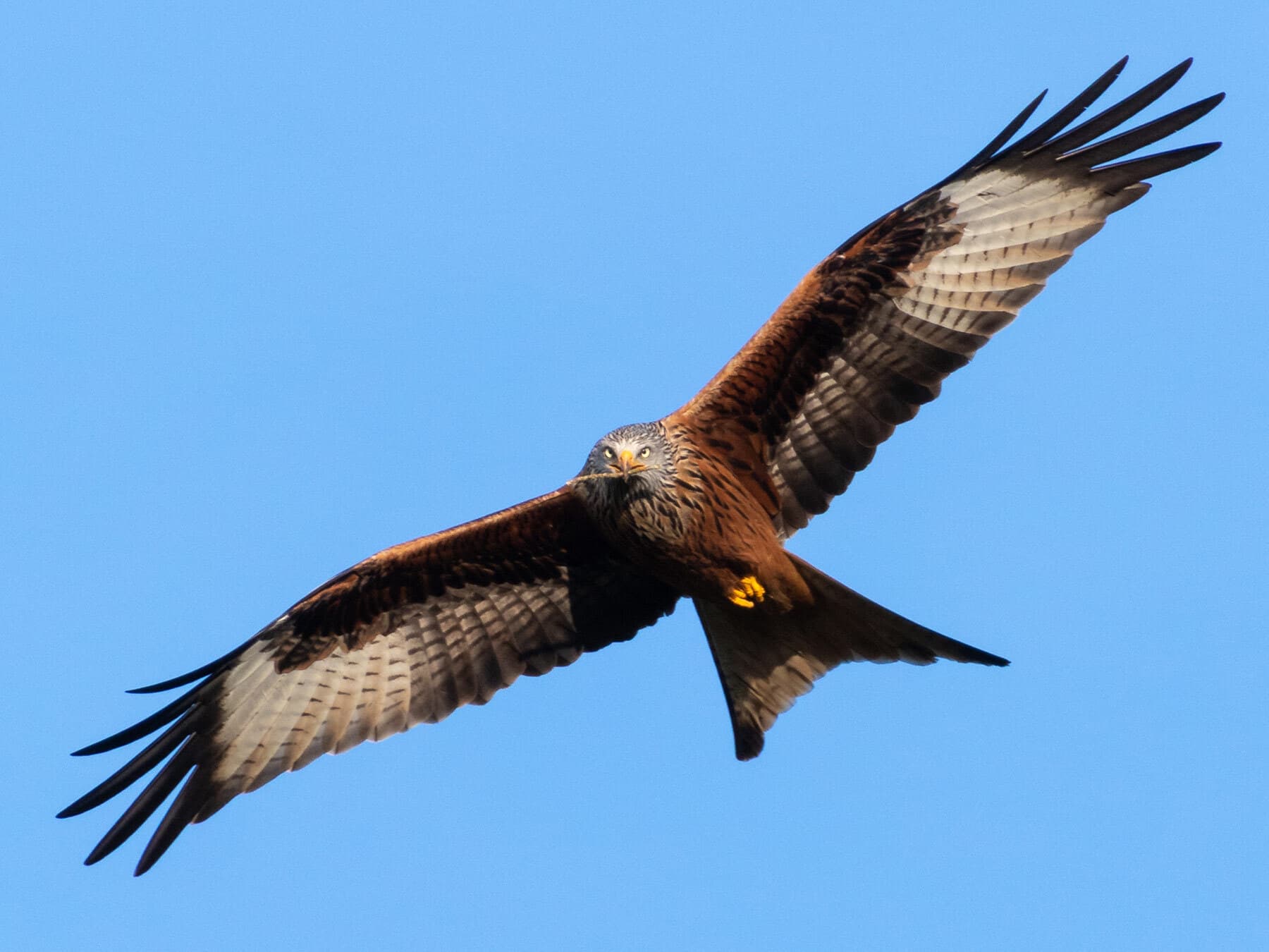Red kite nesting material