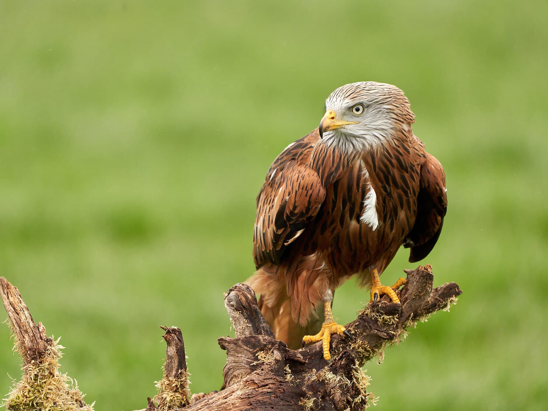 Red kite perched