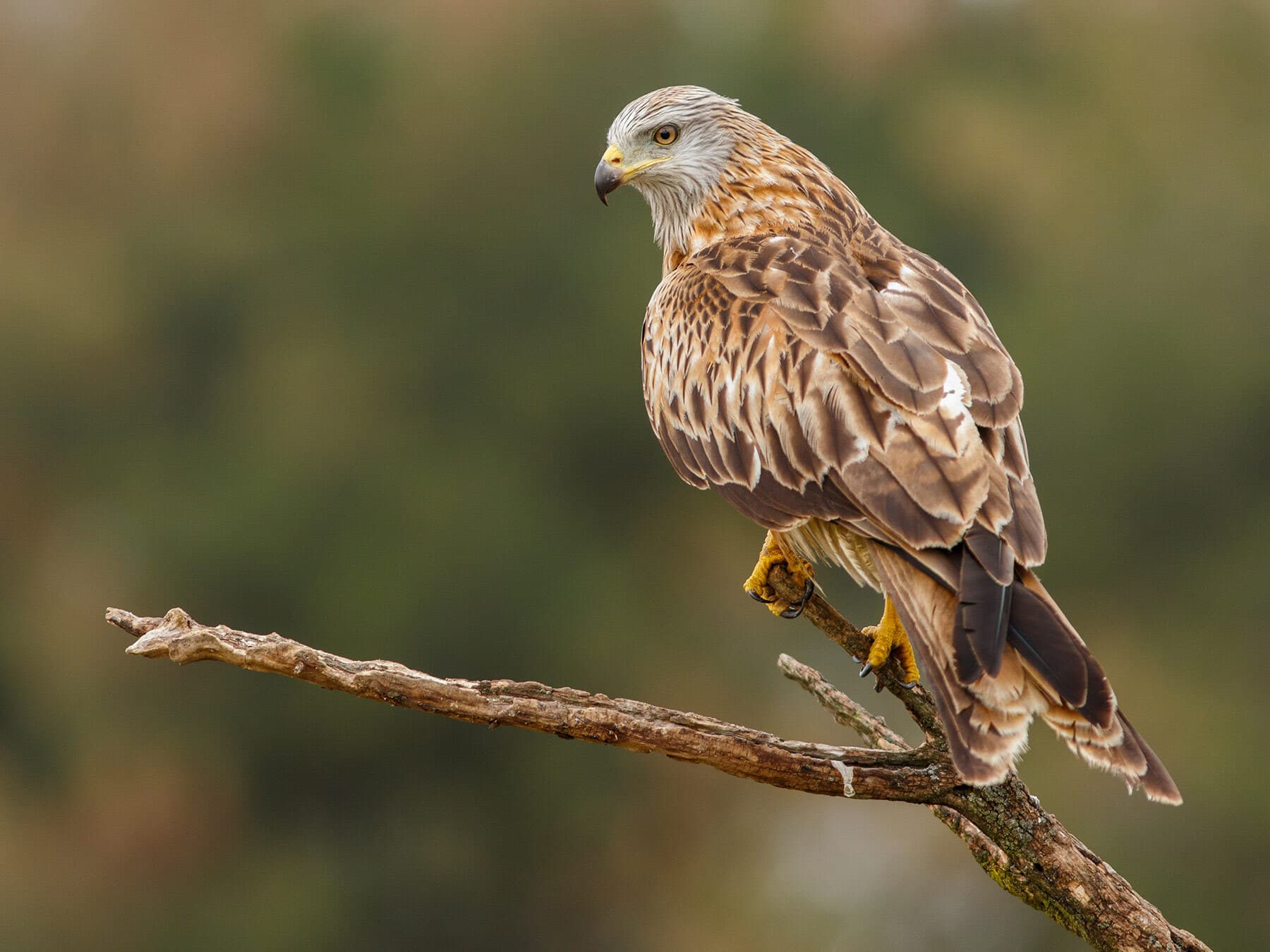 Red kite perched