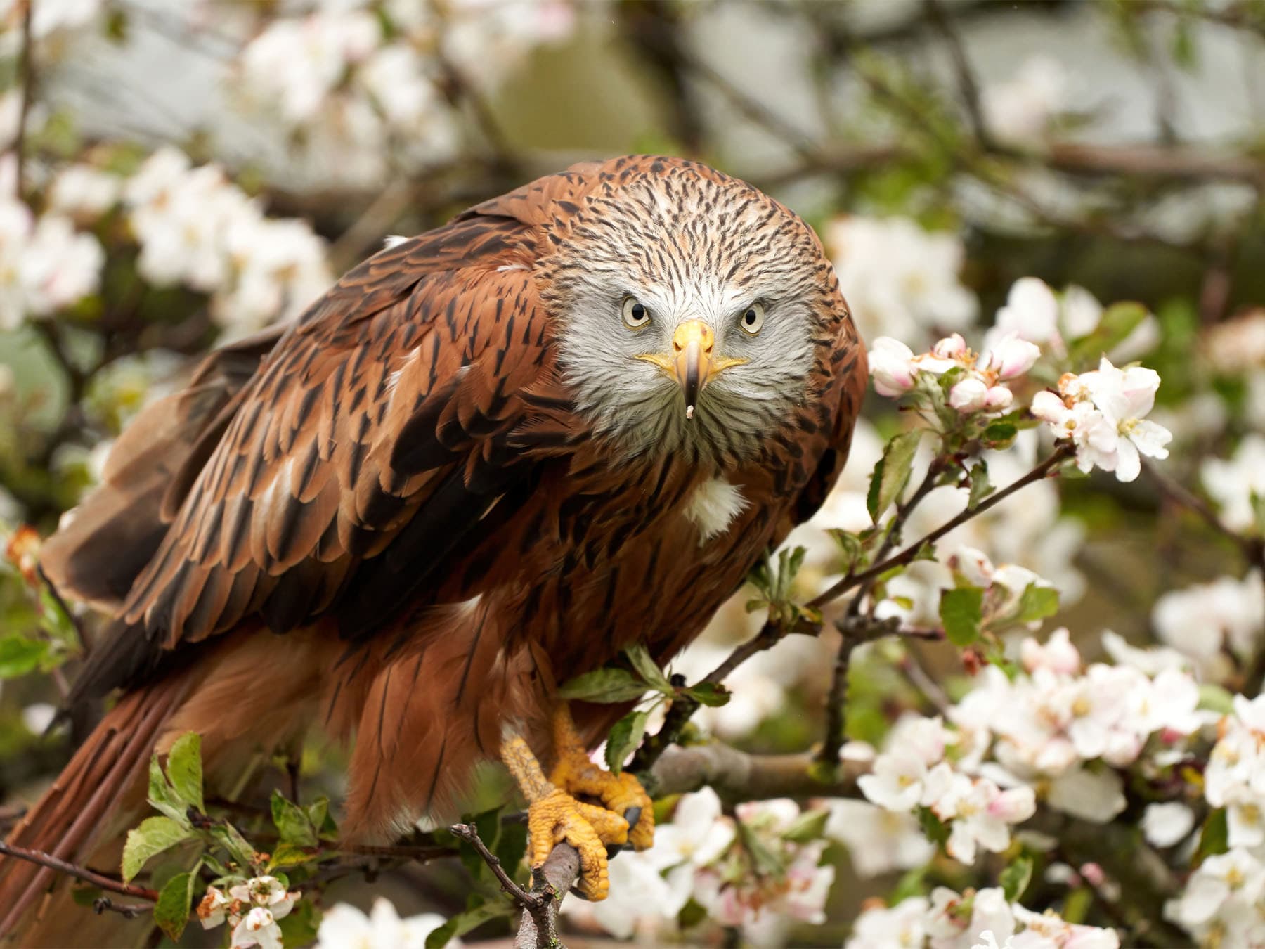 Red kite perching in fruit tree