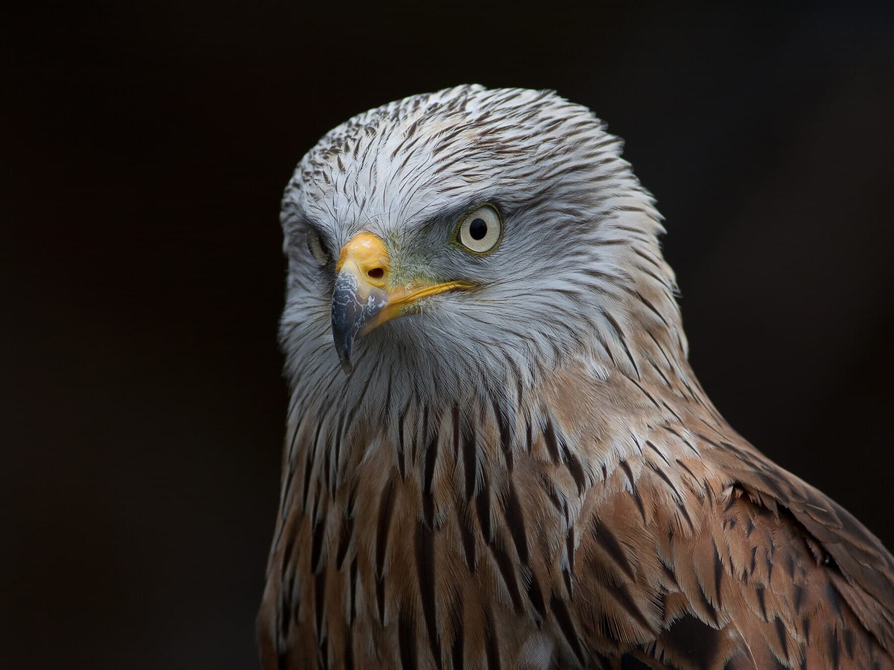 Red kite portrait