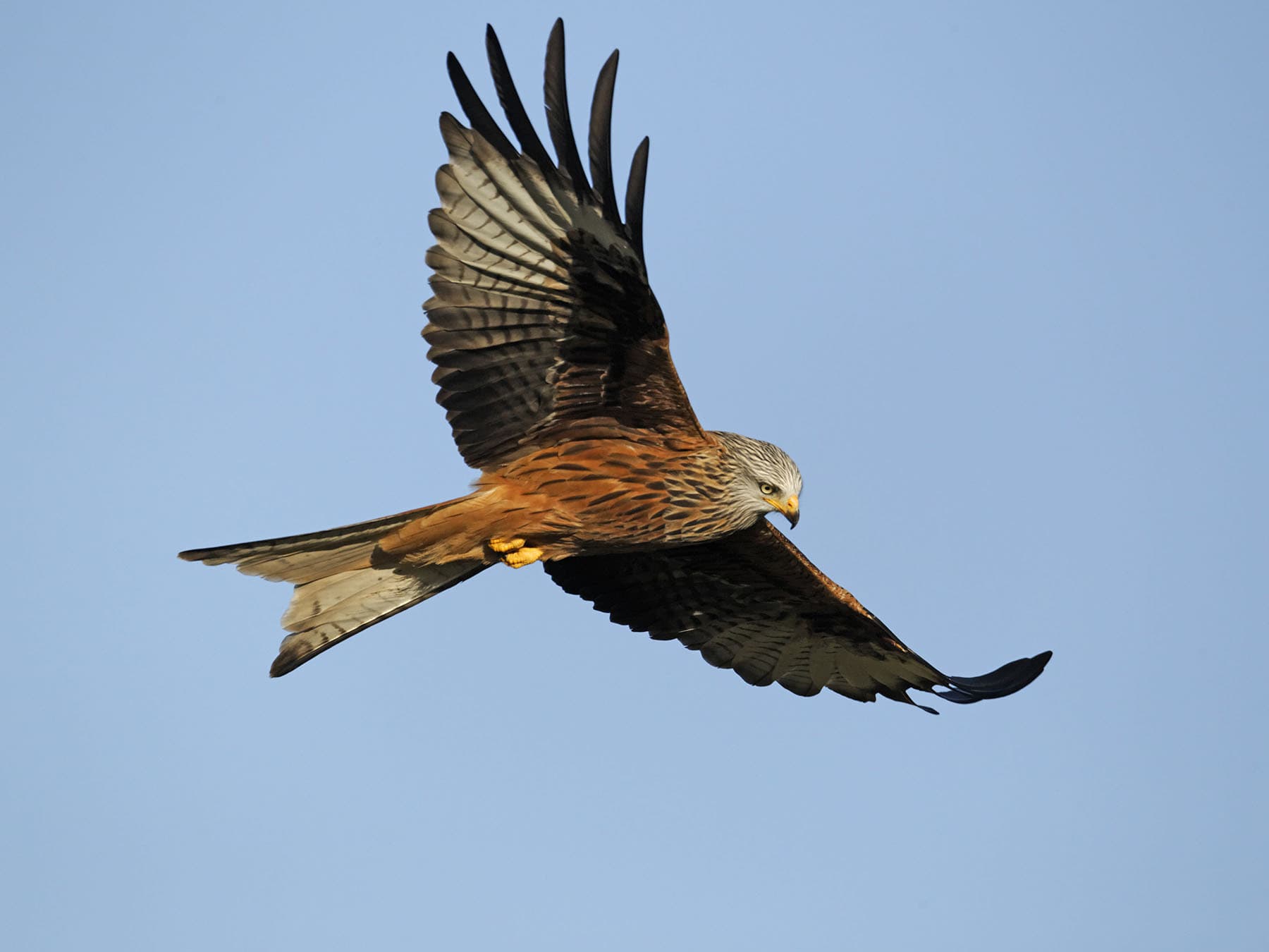 Red kite soaring