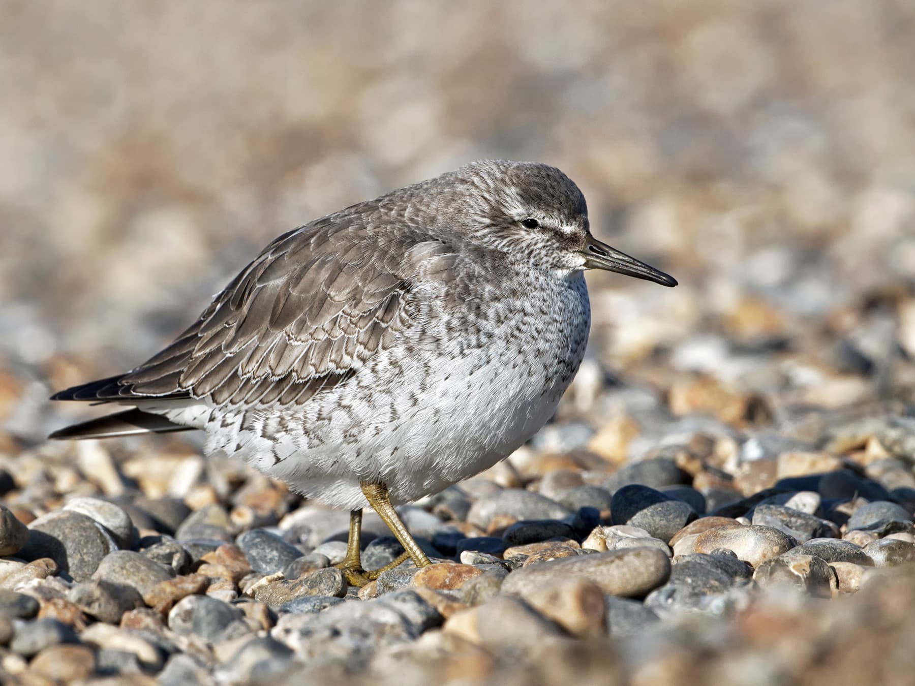 Red Knot, non-breeding plumage