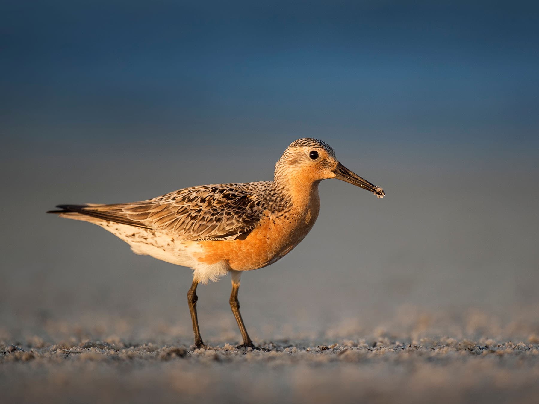 Red knot