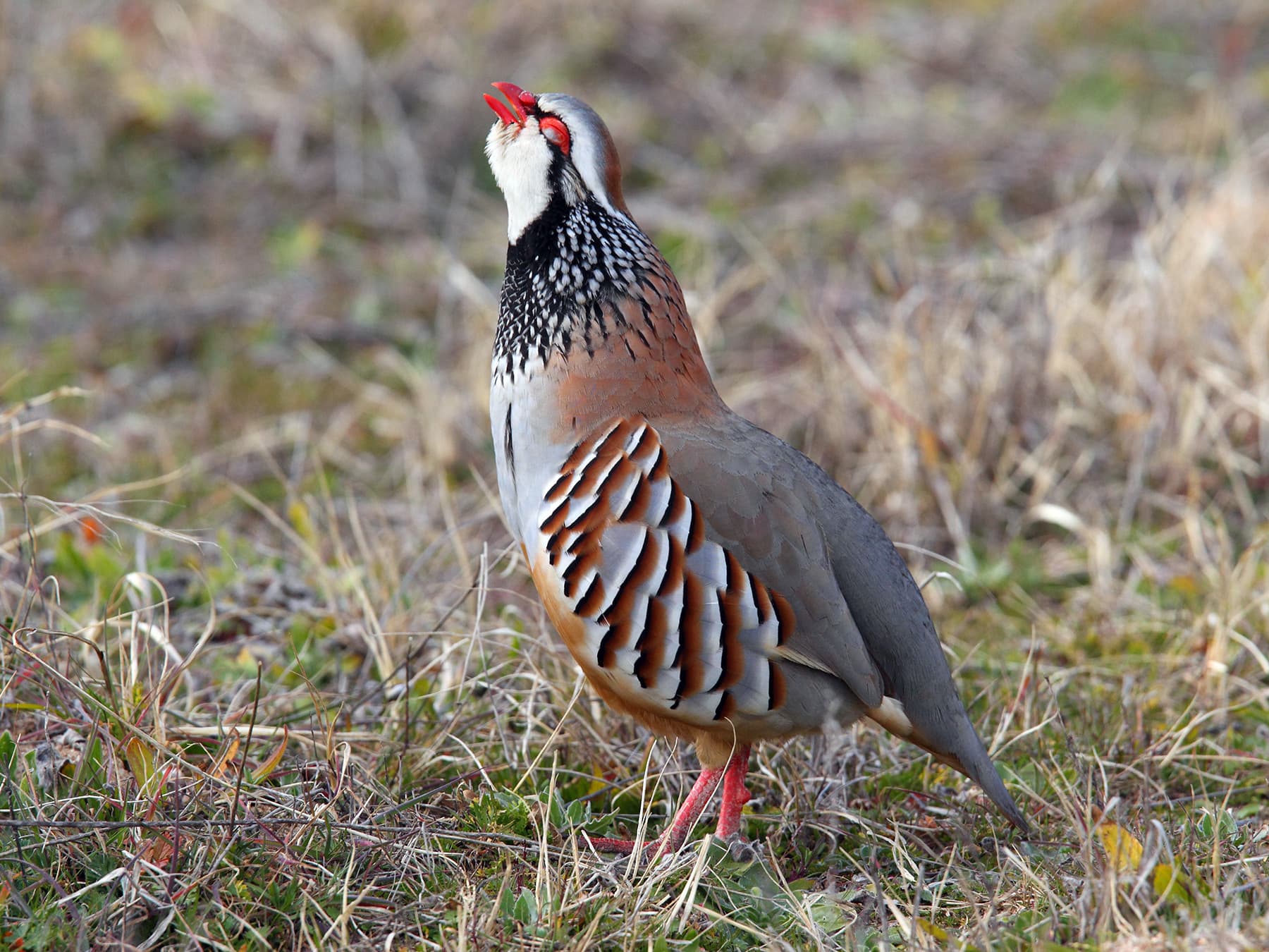 Red-Legged Partridge shrieking