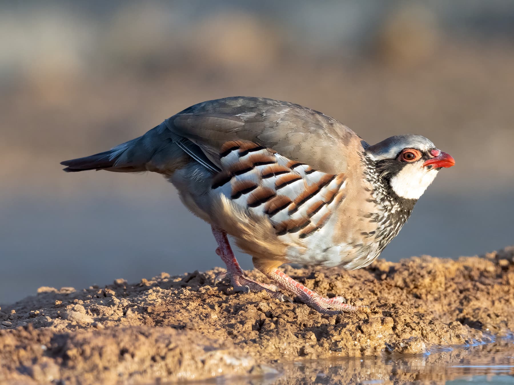 Red-Legged Partridge near watering hole