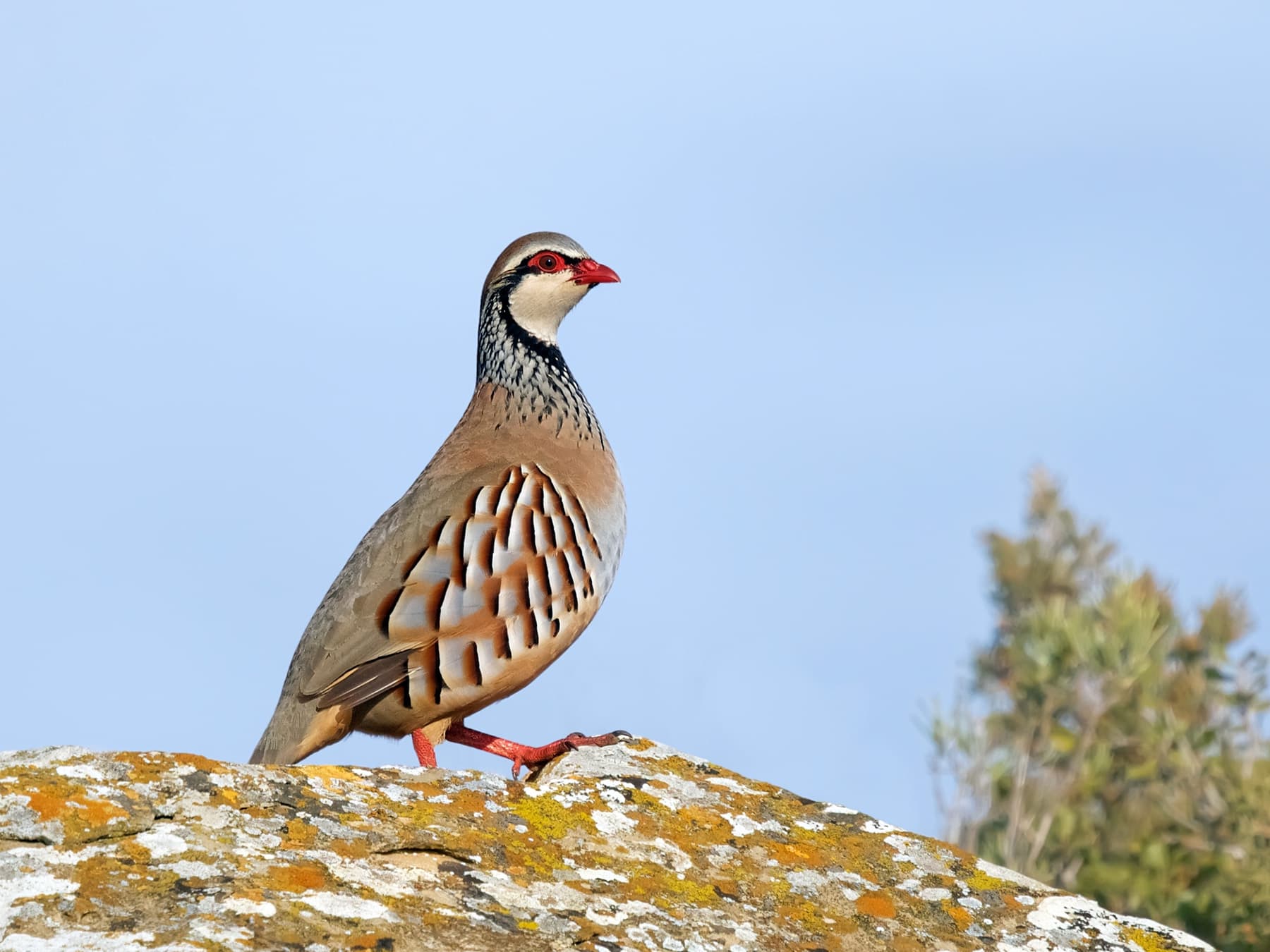 Red-legged Partridge