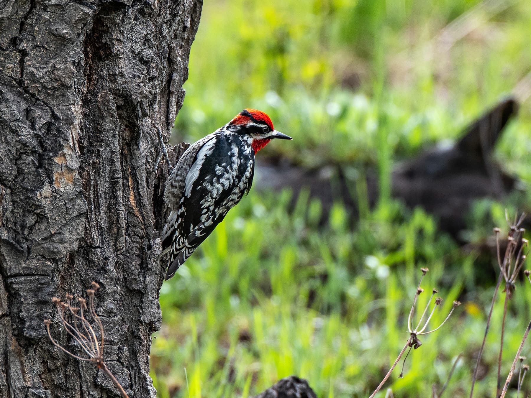 Red naped sapsucker on tree