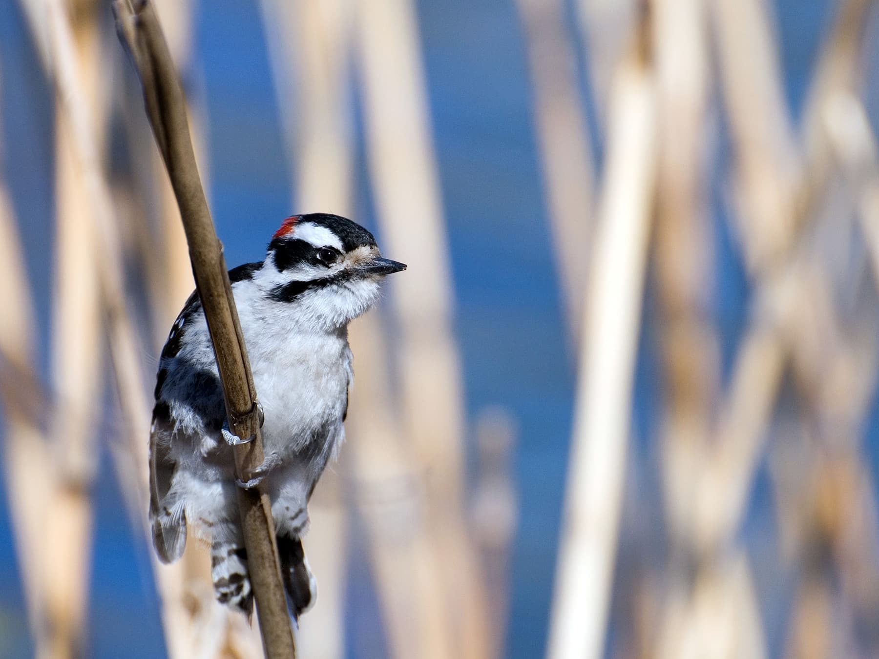 Red-naped Sapsucker perching on a reed