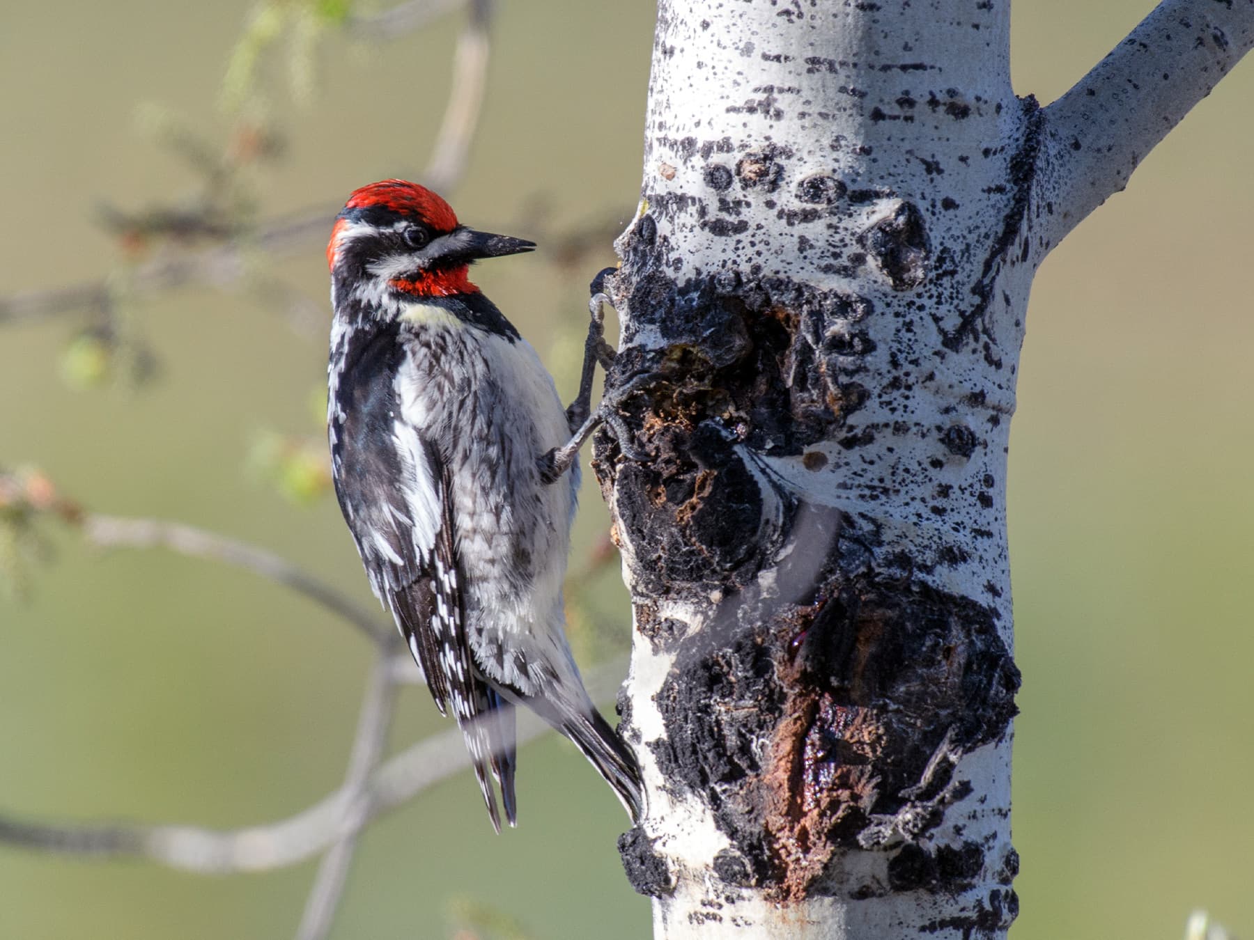 Red-naped Sapsucker