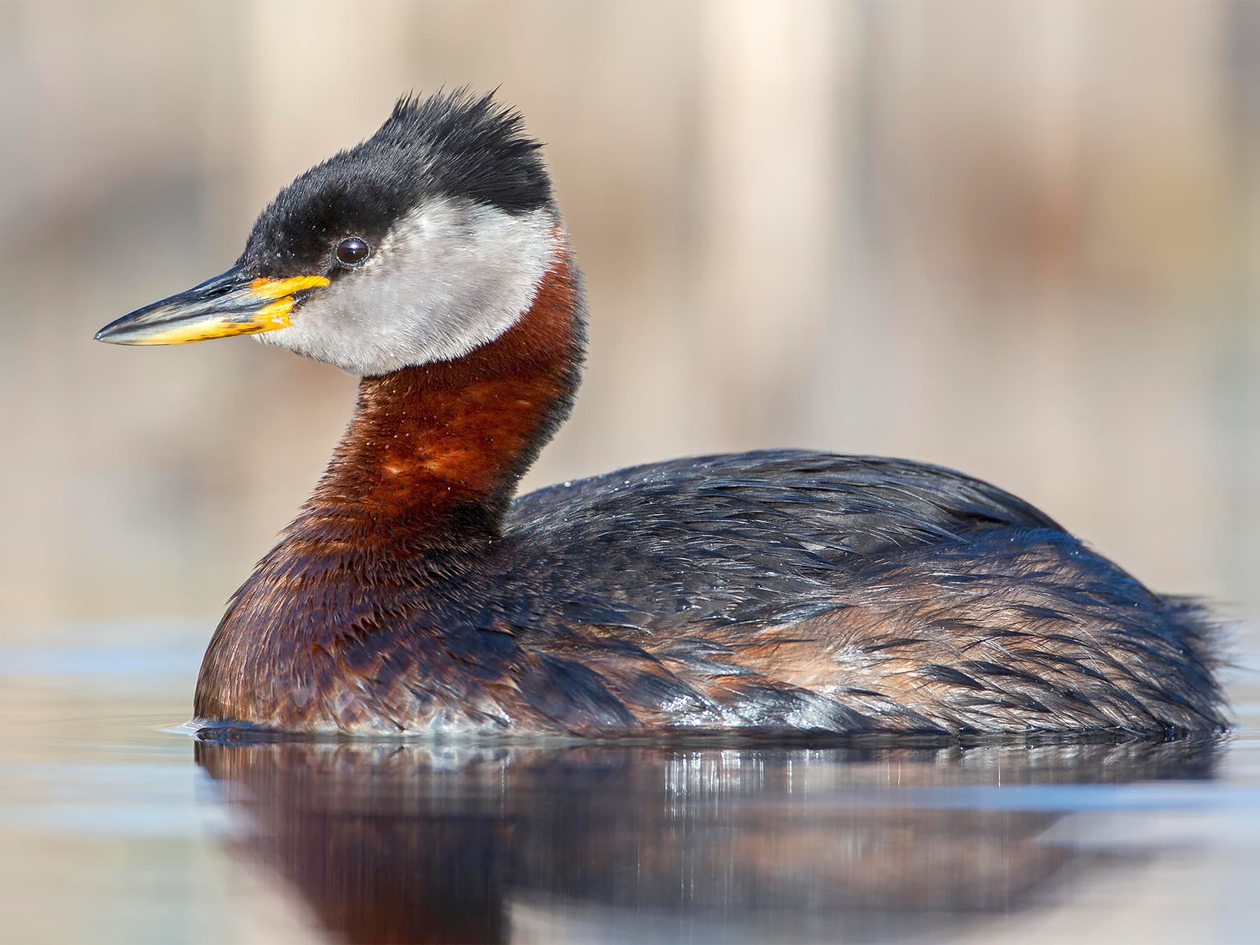 Red-necked Grebe