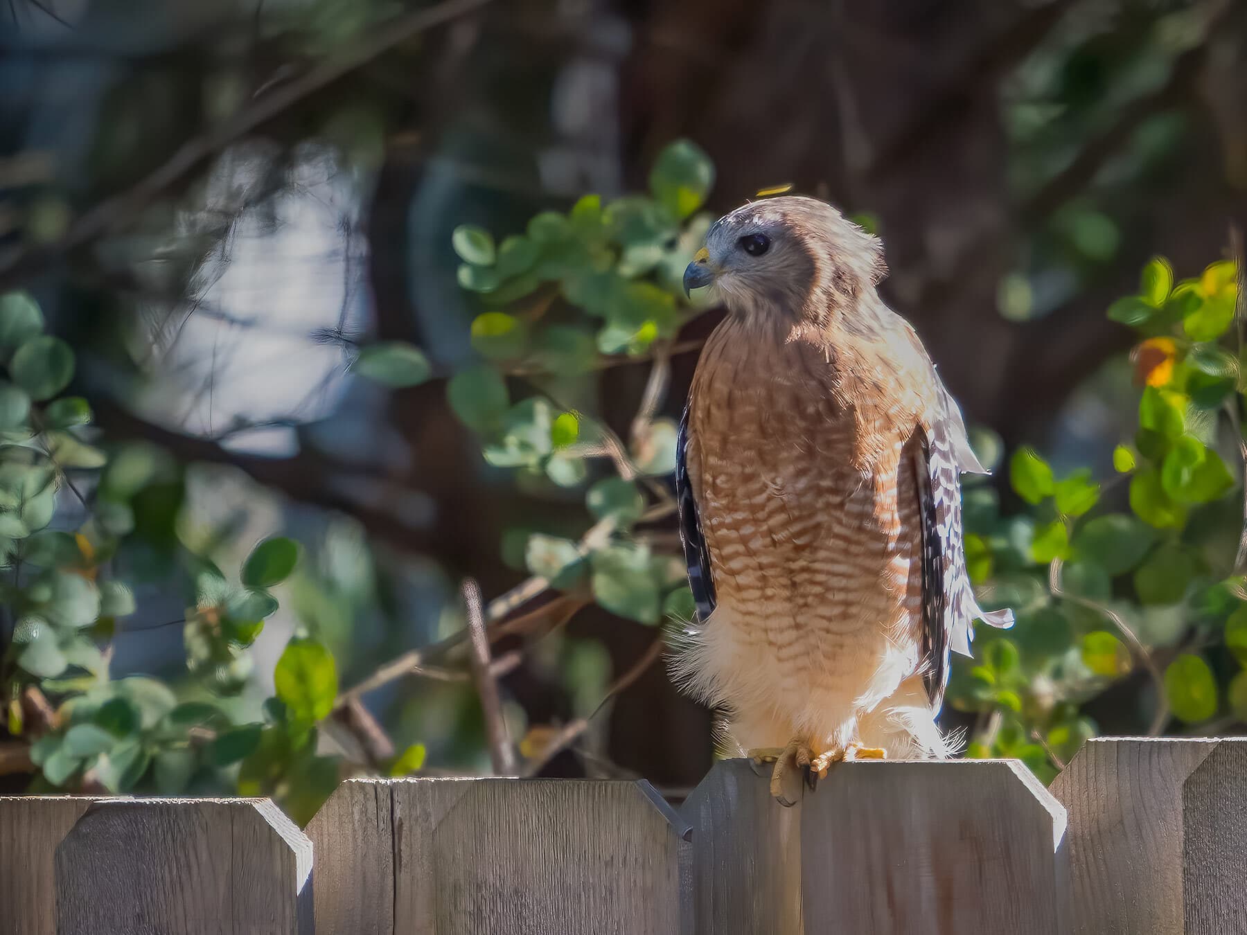 Red shouldered hawk backyard