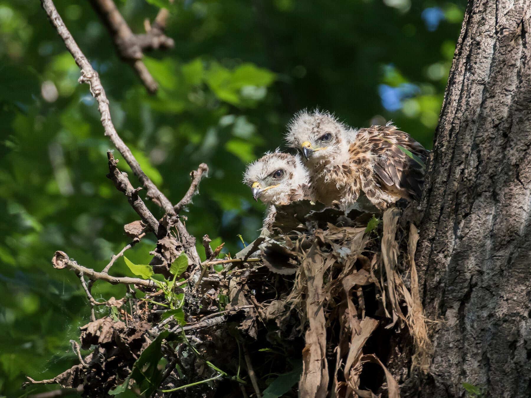 Red shouldered hawk chicks