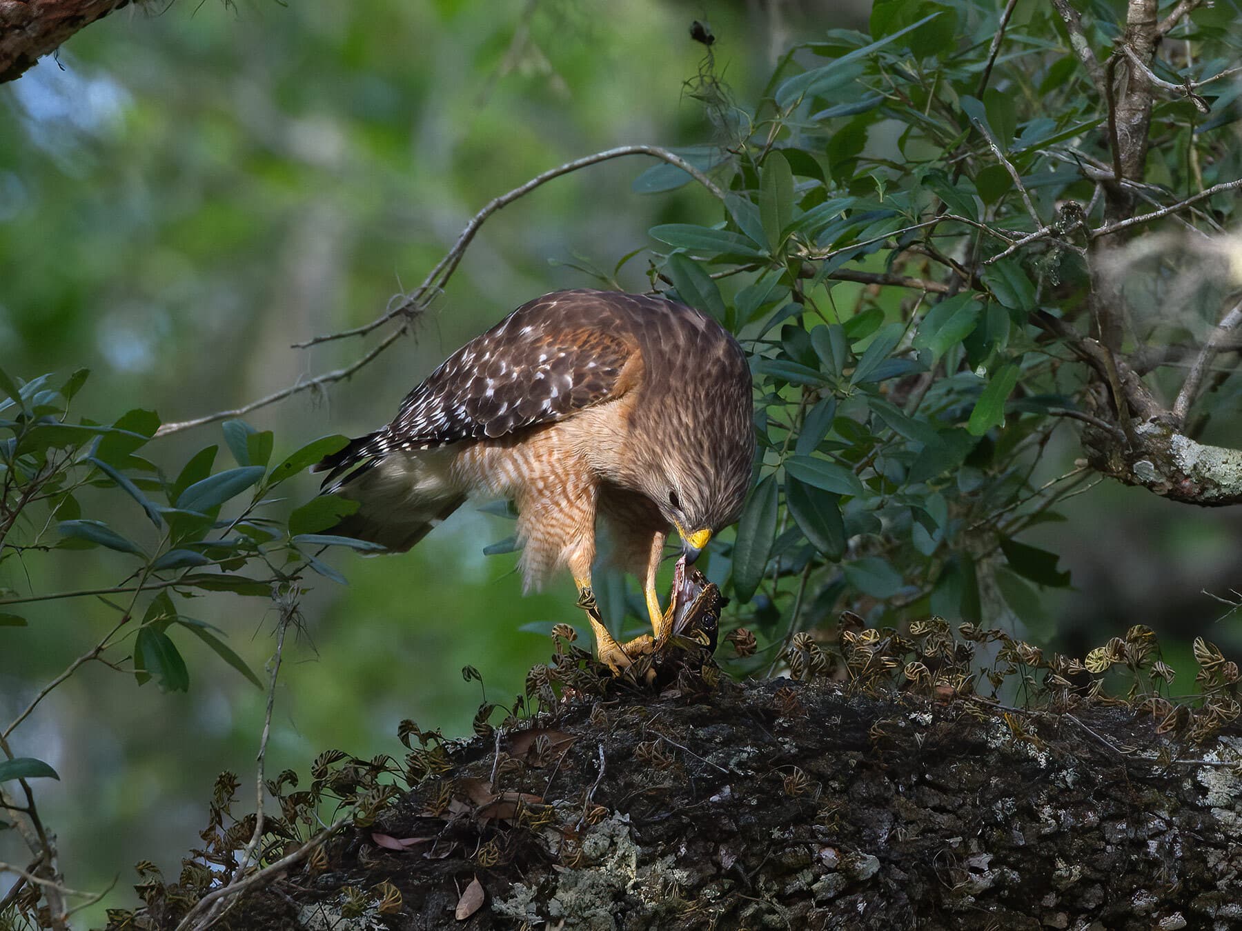 Red shouldered hawk diet