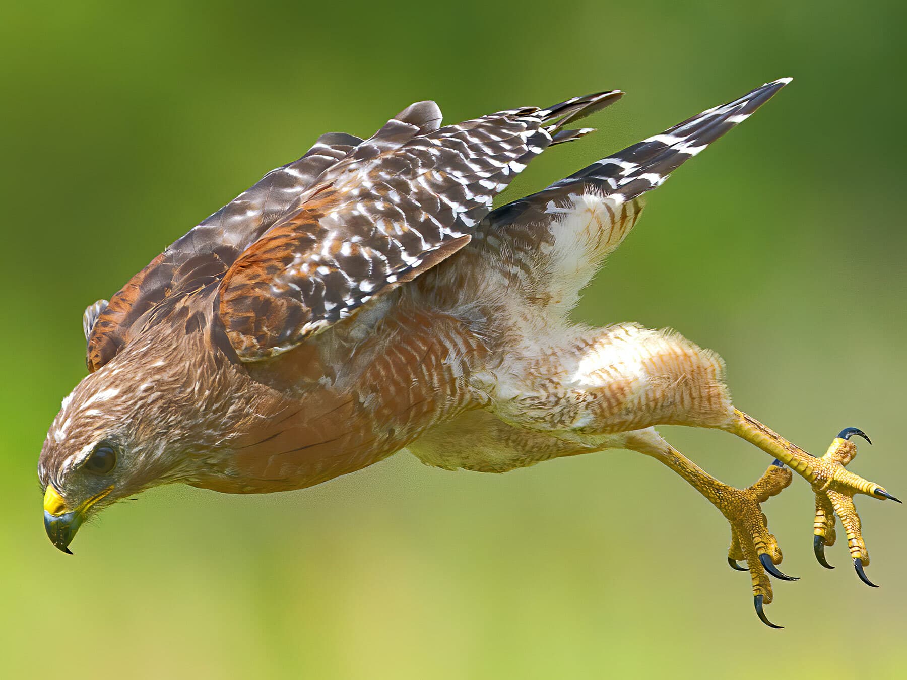 Red shouldered hawk diving