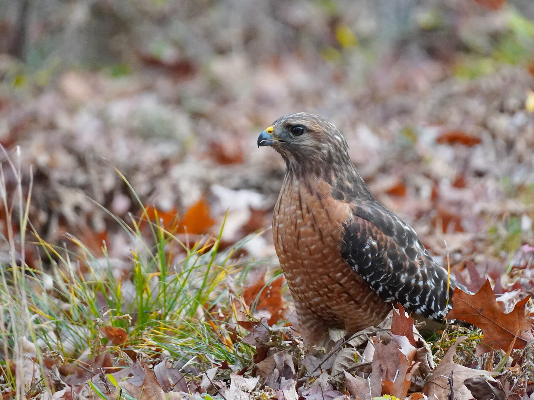 Red shouldered hawk foraging on ground
