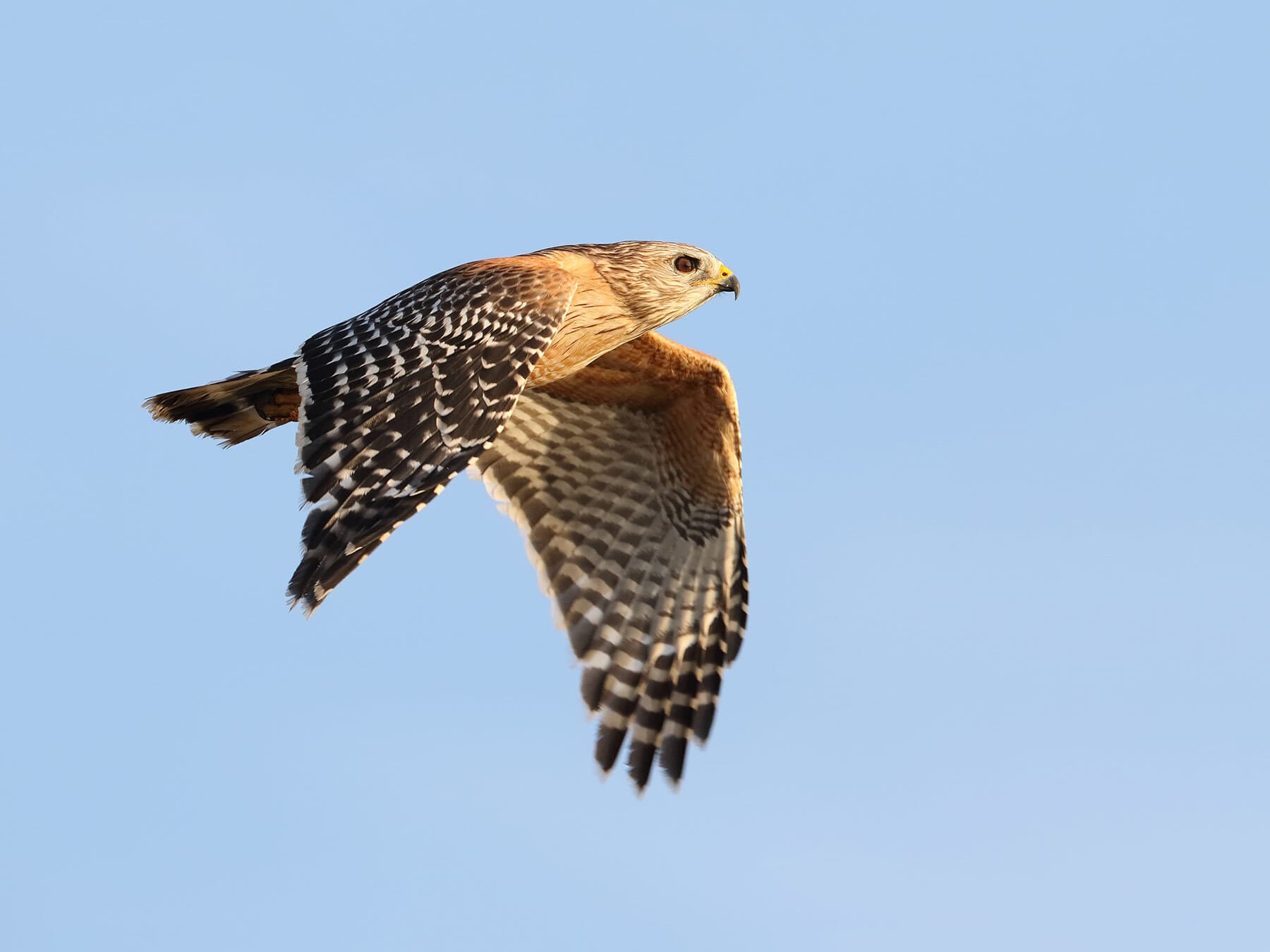 Red shouldered hawk in flight