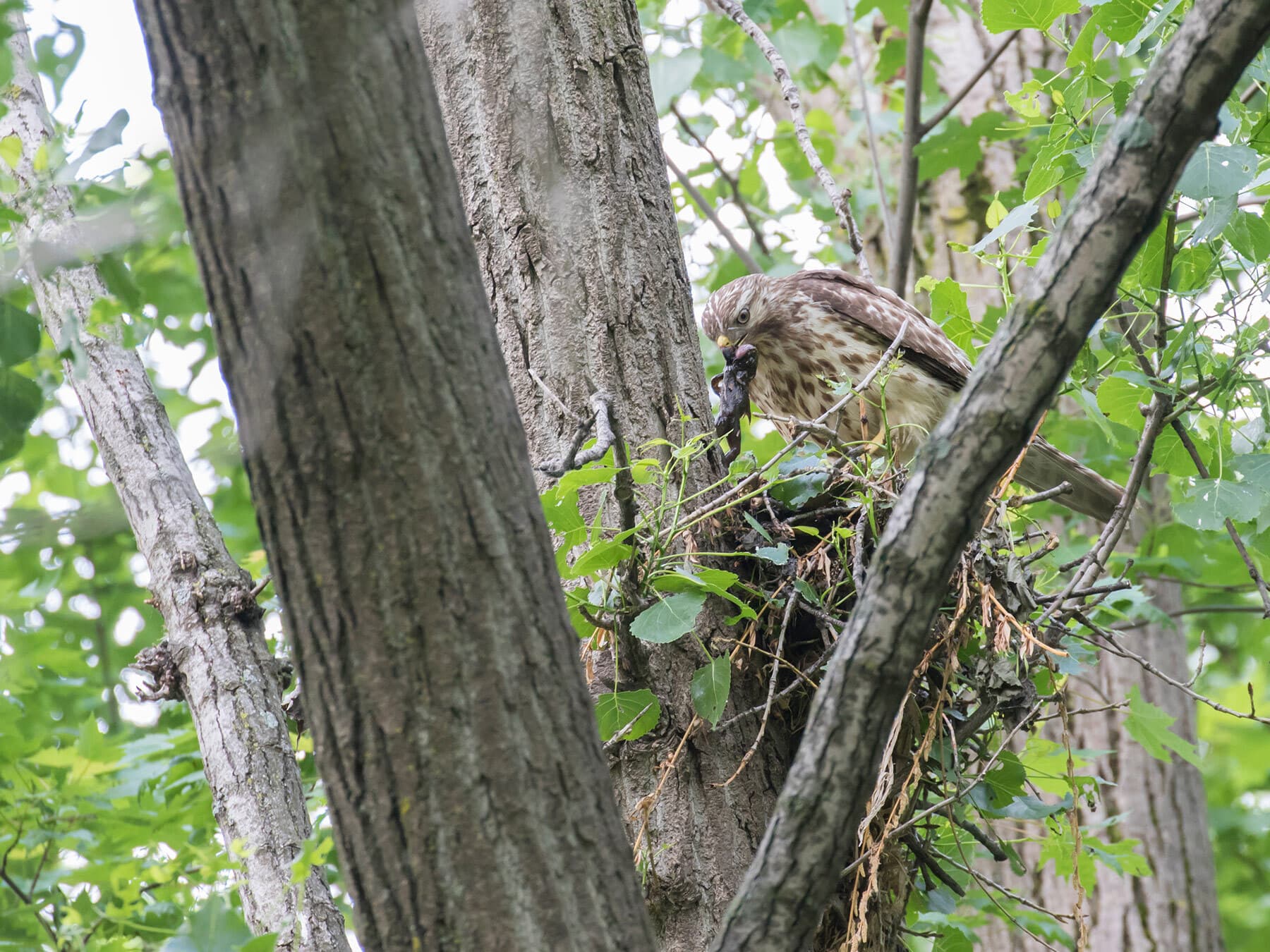 Red shouldered hawk nest