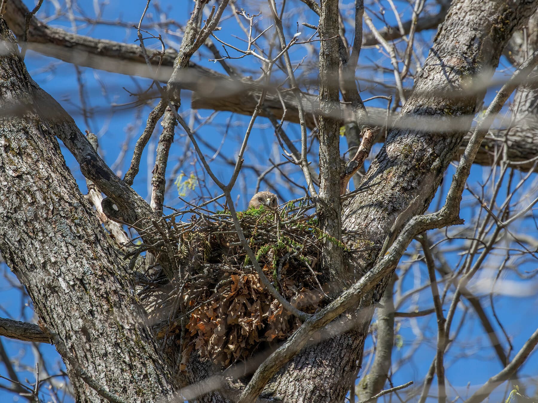 Red shouldered hawk on nest